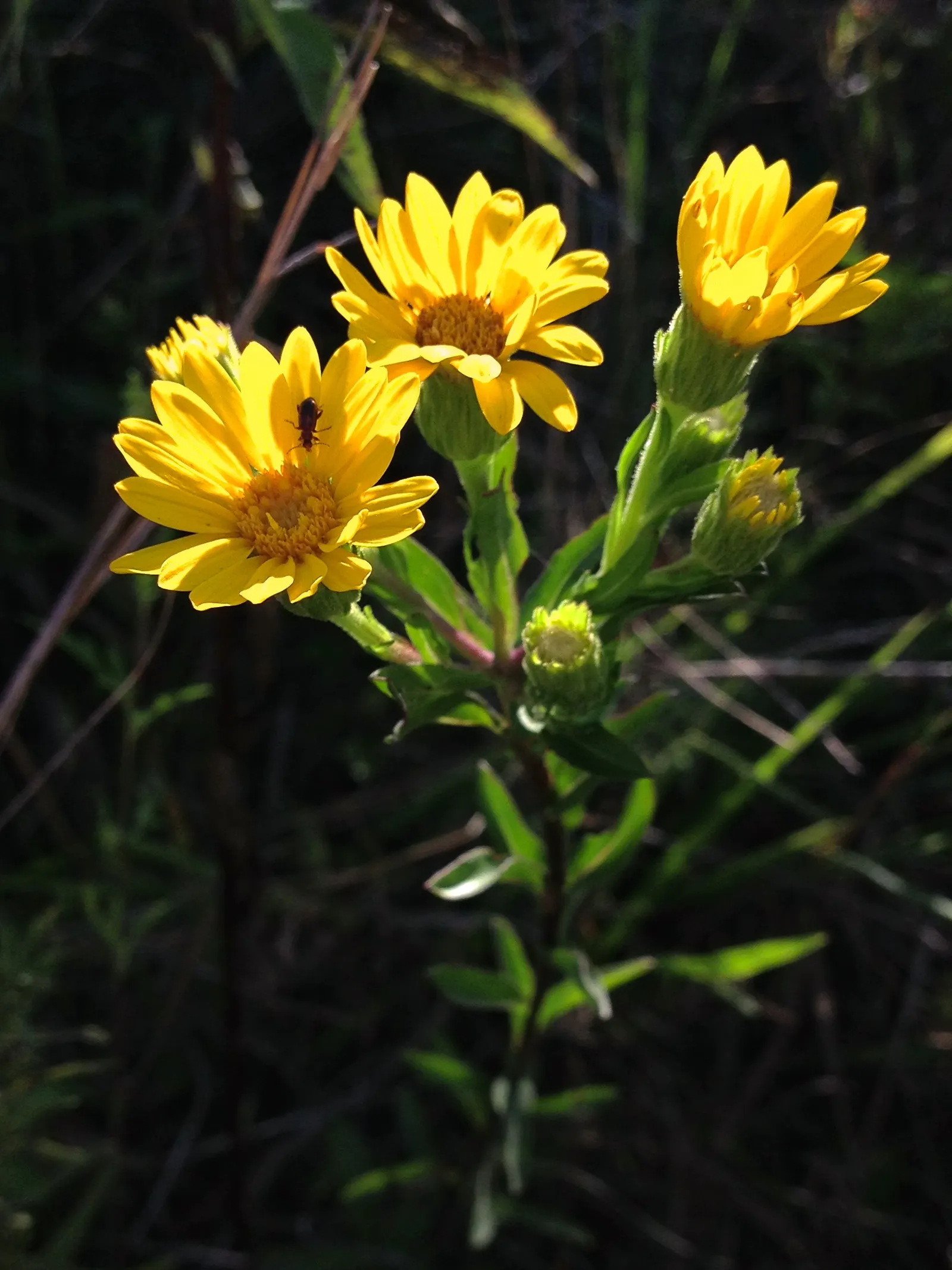 Maryland Goldeneaster (Chrysopsis Mariana) — Typically reaching 1 to 3 feet in height