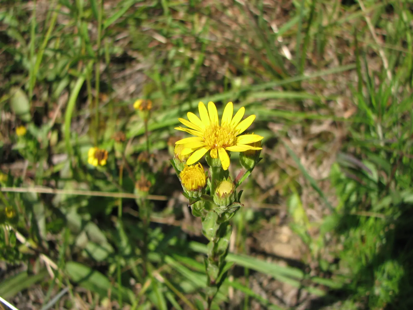 Maryland Goldeneaster (Chrysopsis Mariana) — this hardy aster relative adds a splash of color and is drought-tolerant once established