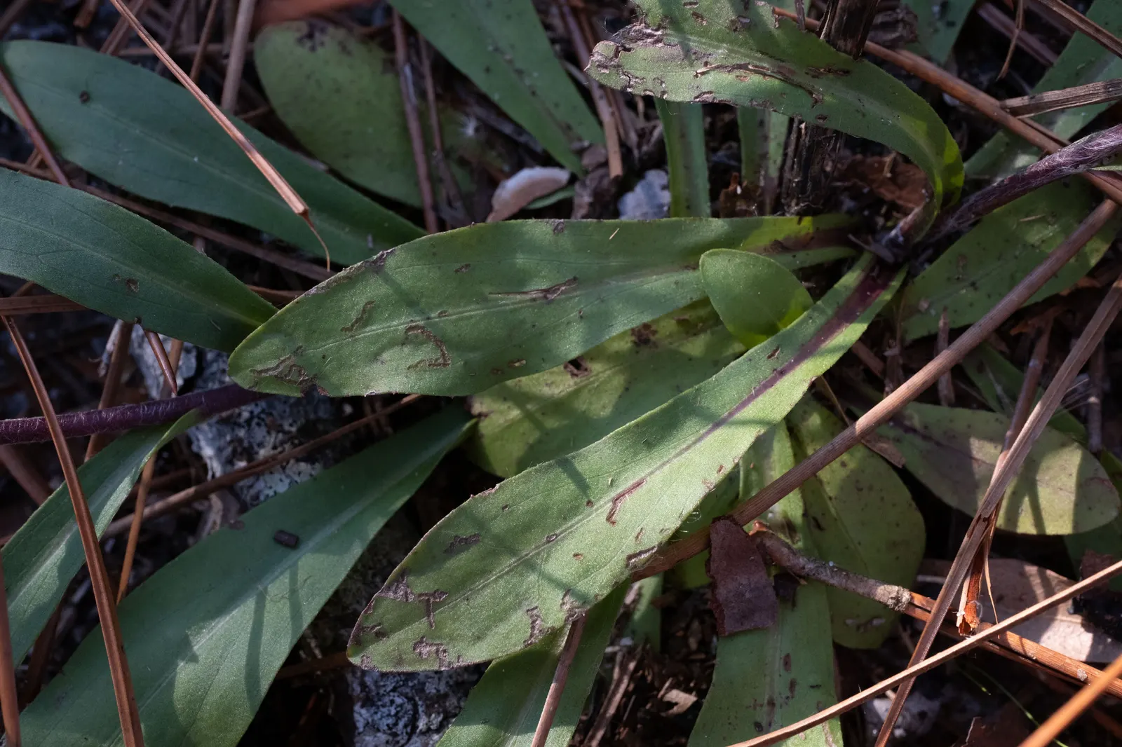 Maryland Goldeneaster (Chrysopsis Mariana) — offering a burst of color and native charm