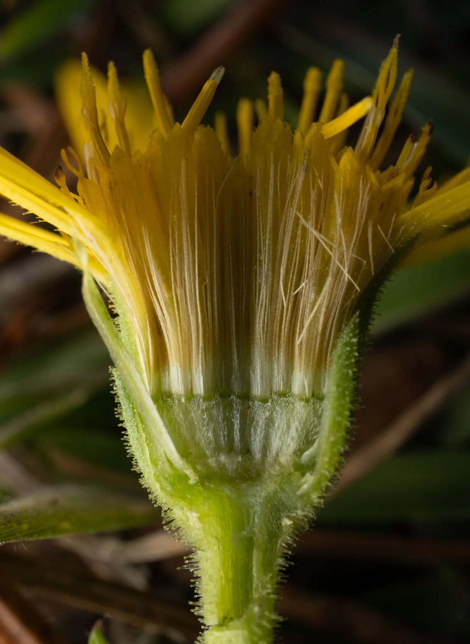 Maryland Goldeneaster (Chrysopsis Mariana) — scientifically named Chrysopsis mariana