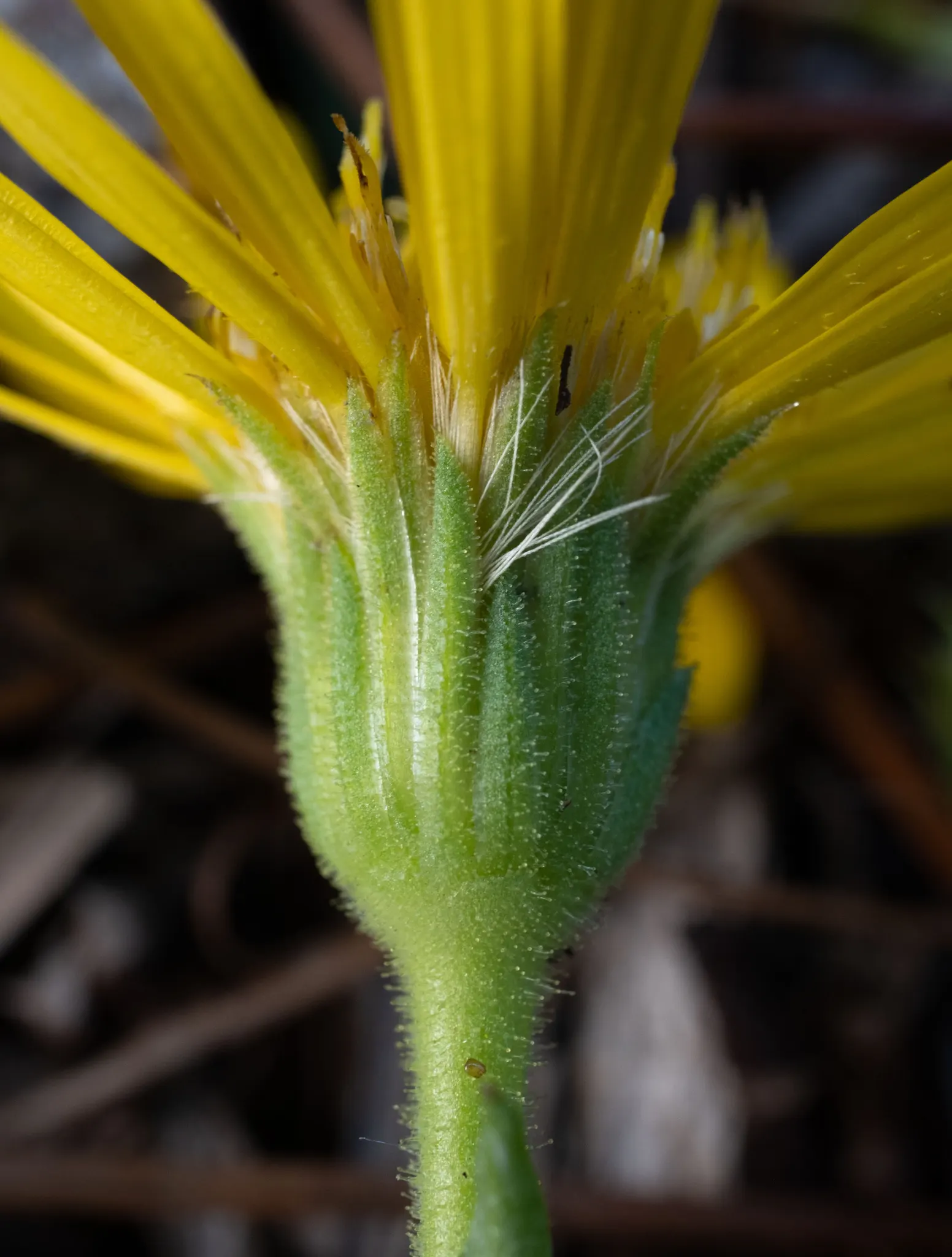 Maryland Goldeneaster (Chrysopsis Mariana) — presents a delightful selection for any landscape design