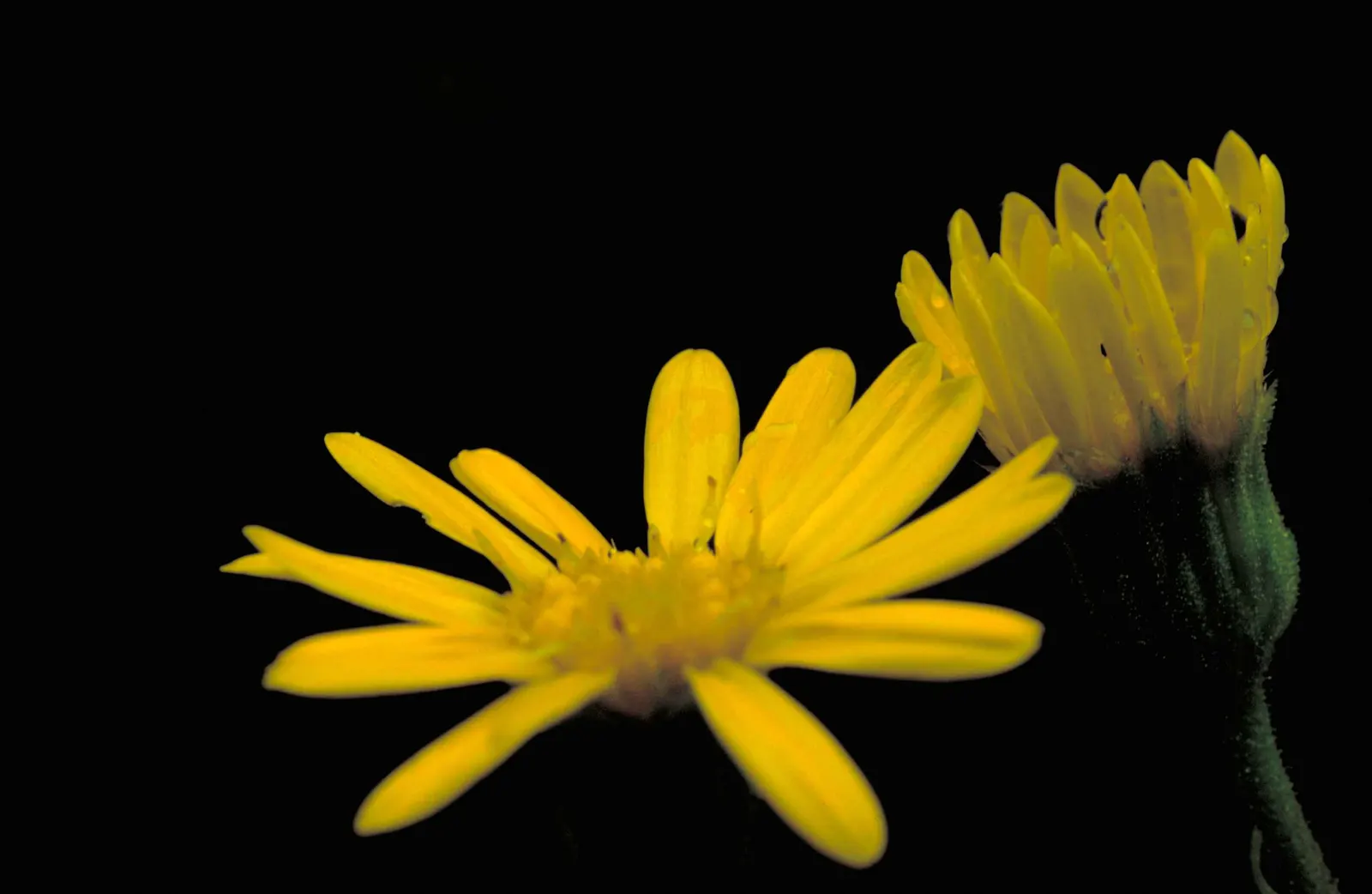 Maryland Goldeneaster (Chrysopsis Mariana) — Chrysopsis mariana, commonly known as the Maryland Goldeneaster, is a North American native perennial