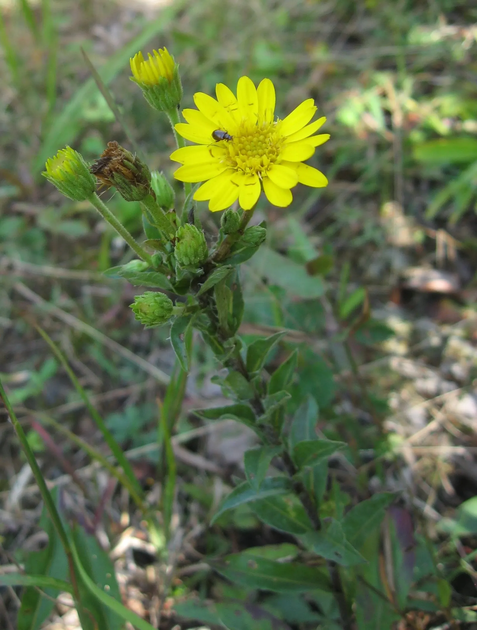 Maryland Goldeneaster (Chrysopsis Mariana) — enhancing both biodiversity and aesthetic appeal