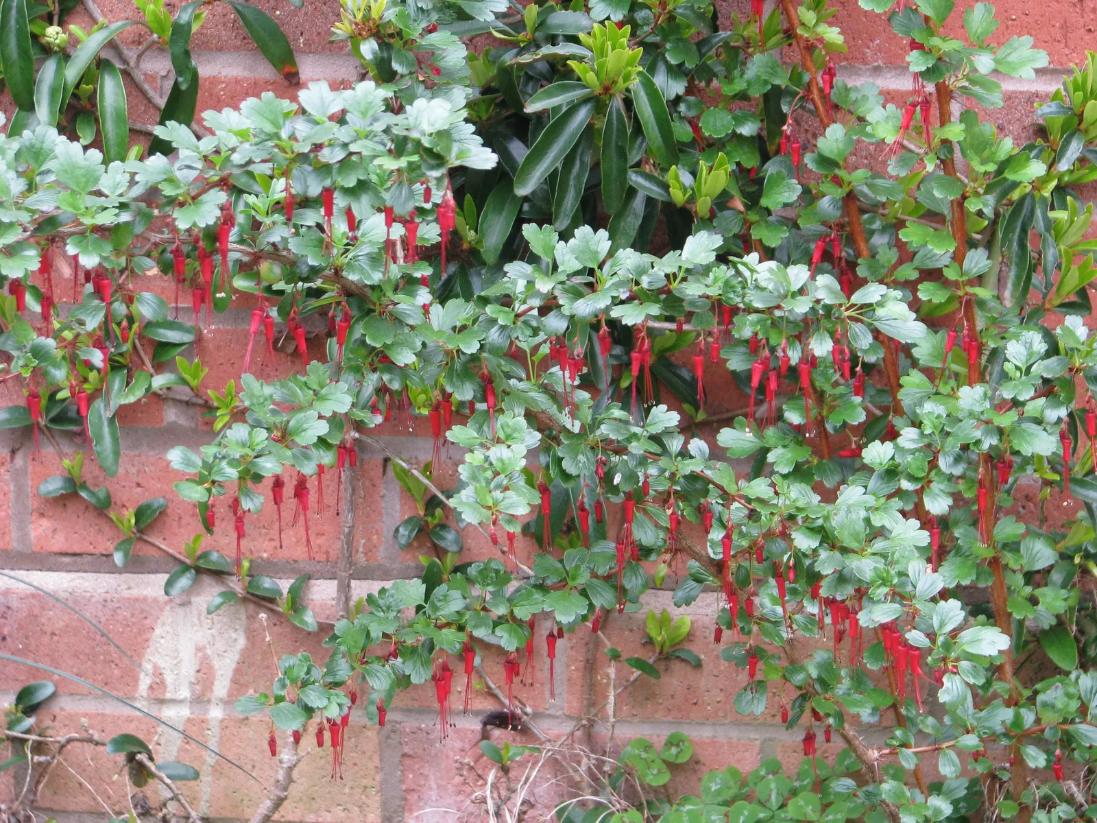 Fuchsia-Flowering Gooseberry (Ribes Speciosum) — red blooms dangle elegantly from the arching stems