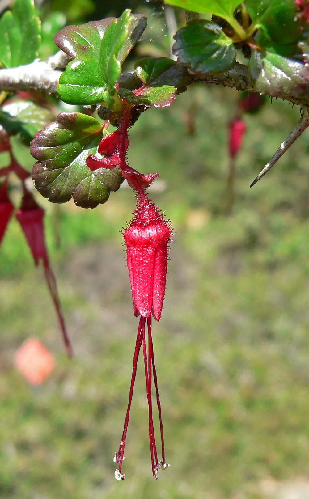 Fuchsia-Flowering Gooseberry (Ribes Speciosum) — shrub for half or shade