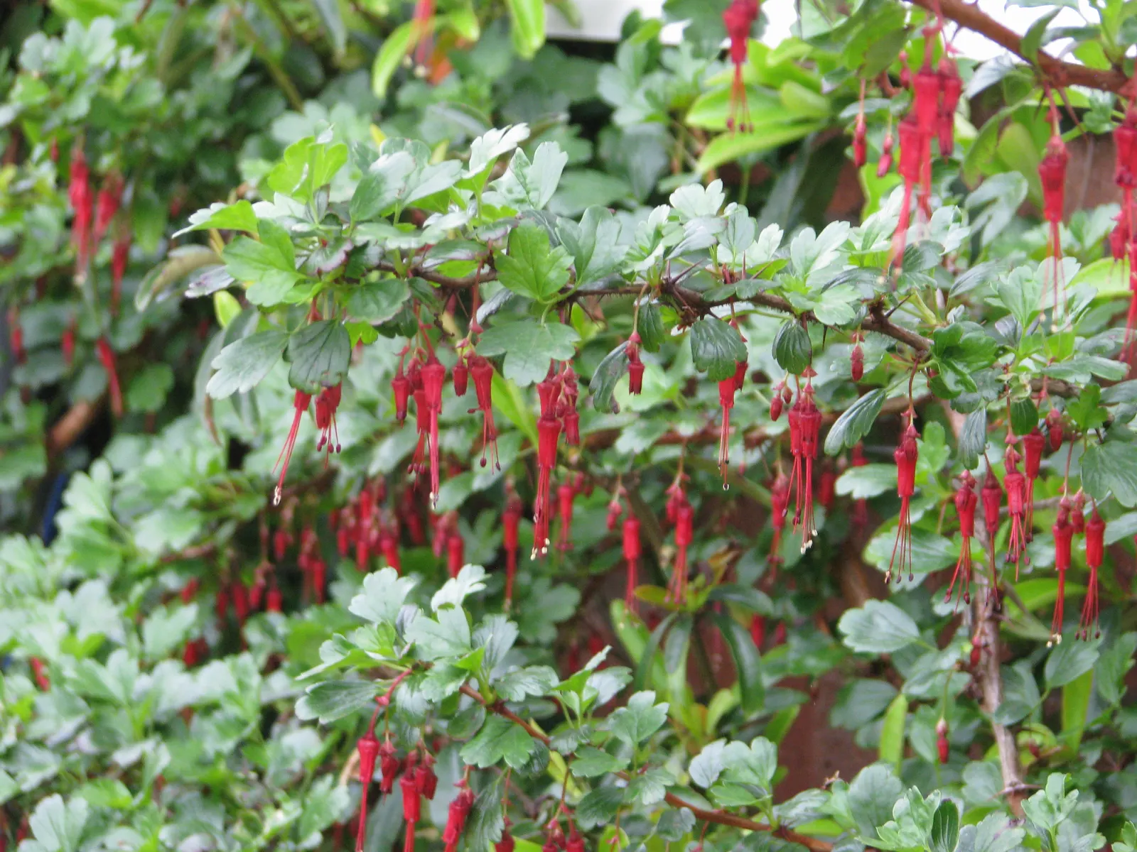 Fuchsia-Flowering Gooseberry (Ribes Speciosum) — It boasts spiny stems and deep green, lobed leaves; the Fuchsia-Flowering Gooseberry (Ribes speciosum) is a