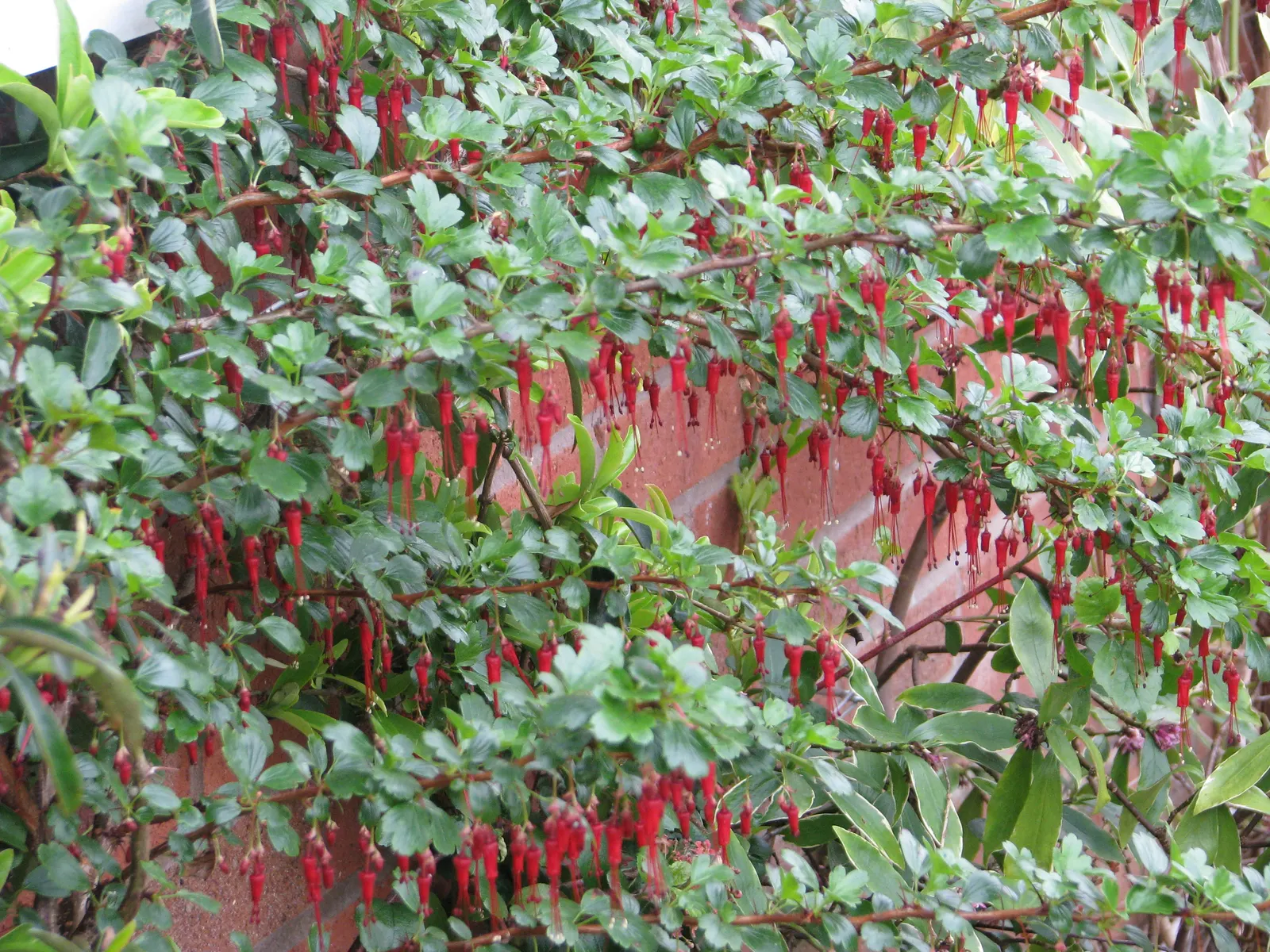 Fuchsia-Flowering Gooseberry (Ribes Speciosum) — This deciduous plant thrives in full sun to part shade, reaching up to 6 feet tall and wide; uSDA hardiness