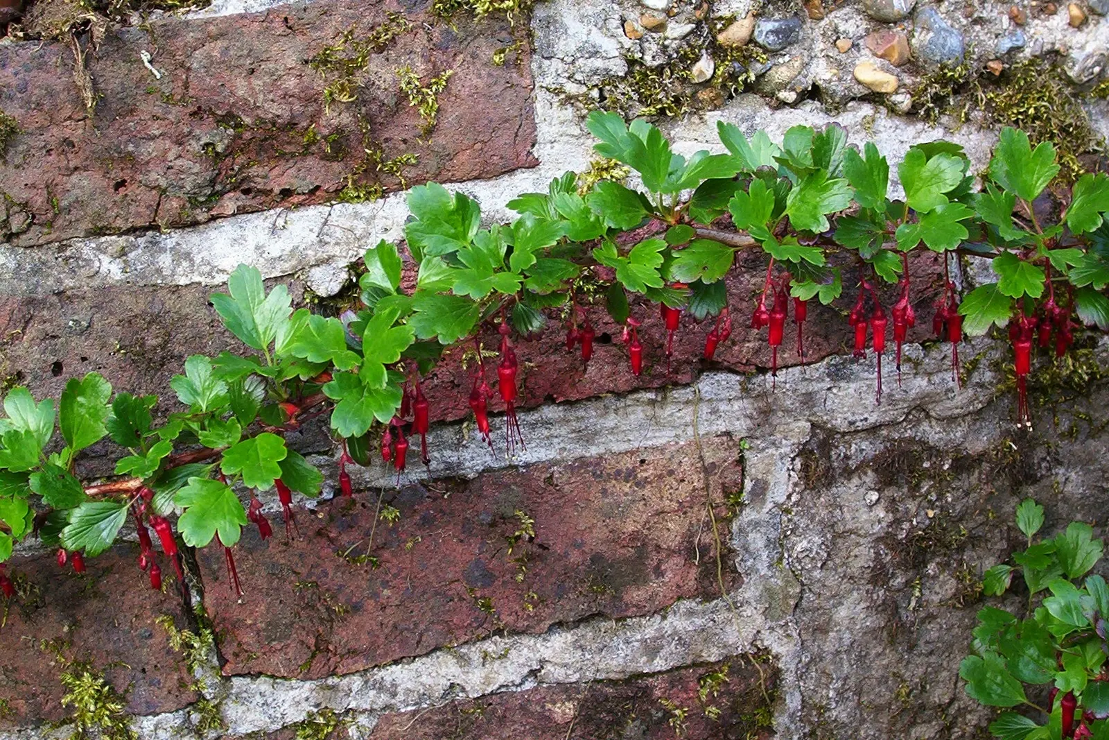 Fuchsia-Flowering Gooseberry (Ribes Speciosum) — Ribes speciosum requires well-drained soil and can thrive in full sun to partial shade