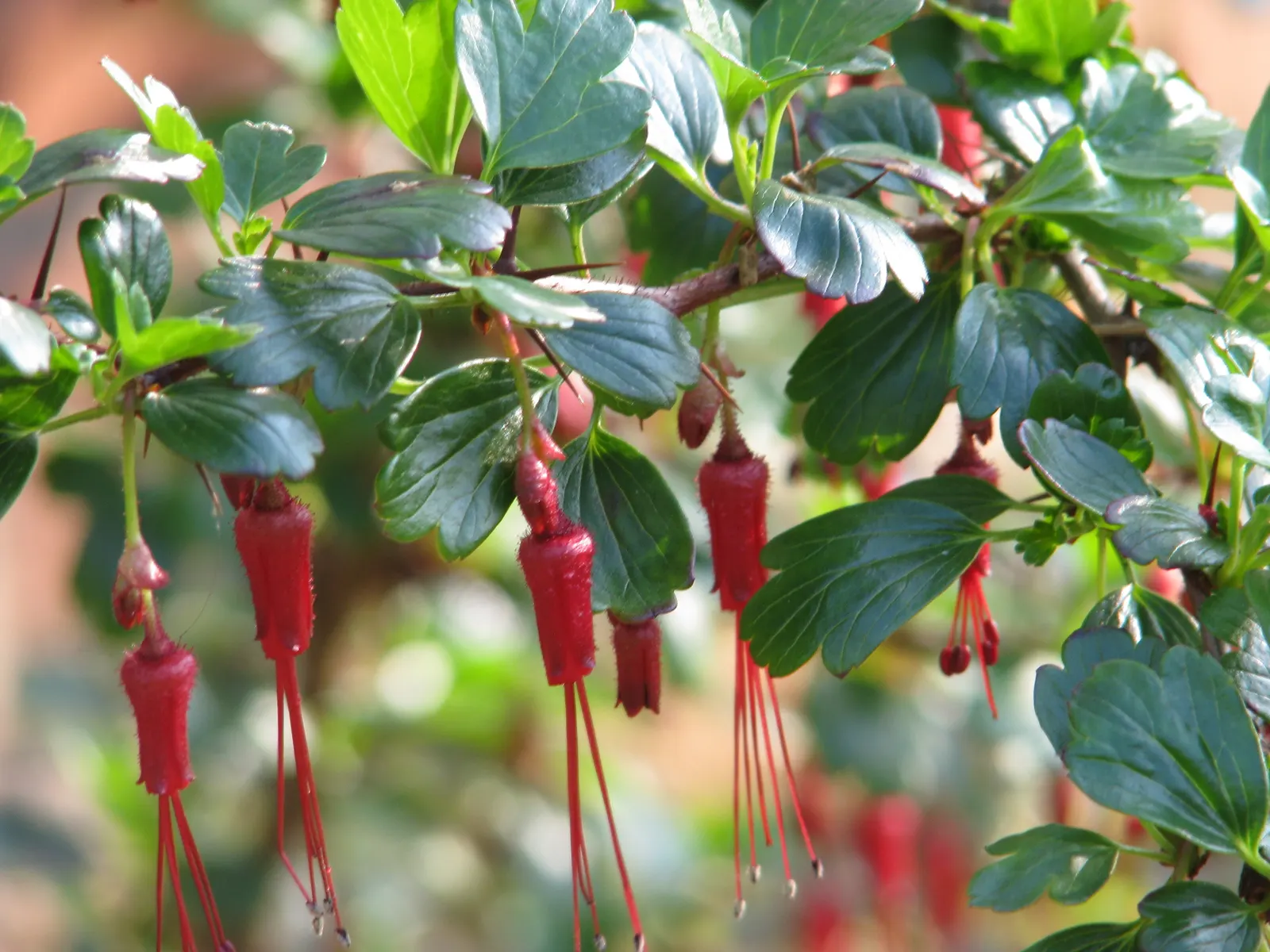 Fuchsia-Flowering Gooseberry (Ribes Speciosum) — The Fuchsia-Flowering Gooseberry (Ribes speciosum) is a striking; it boasts spiny stems and deep green, lobed
