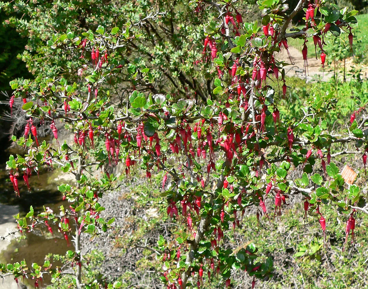 Fuchsia-Flowering Gooseberry (Ribes Speciosum) — The Fuchsia-Flowering Gooseberry (Ribes speciosum) is a striking