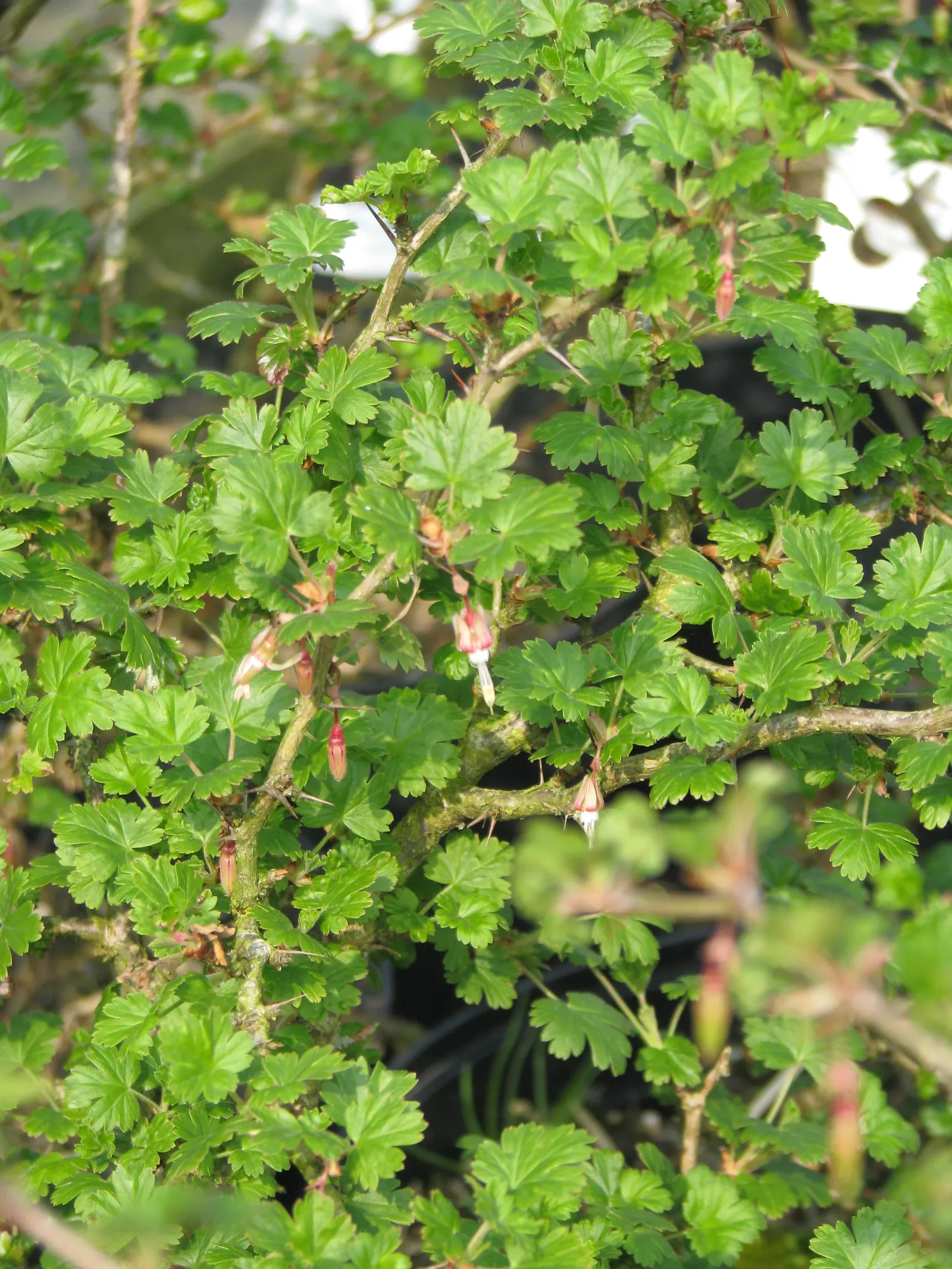Fuchsia-Flowering Gooseberry (Ribes Speciosum) — Flourishing in USDA zones 7-10