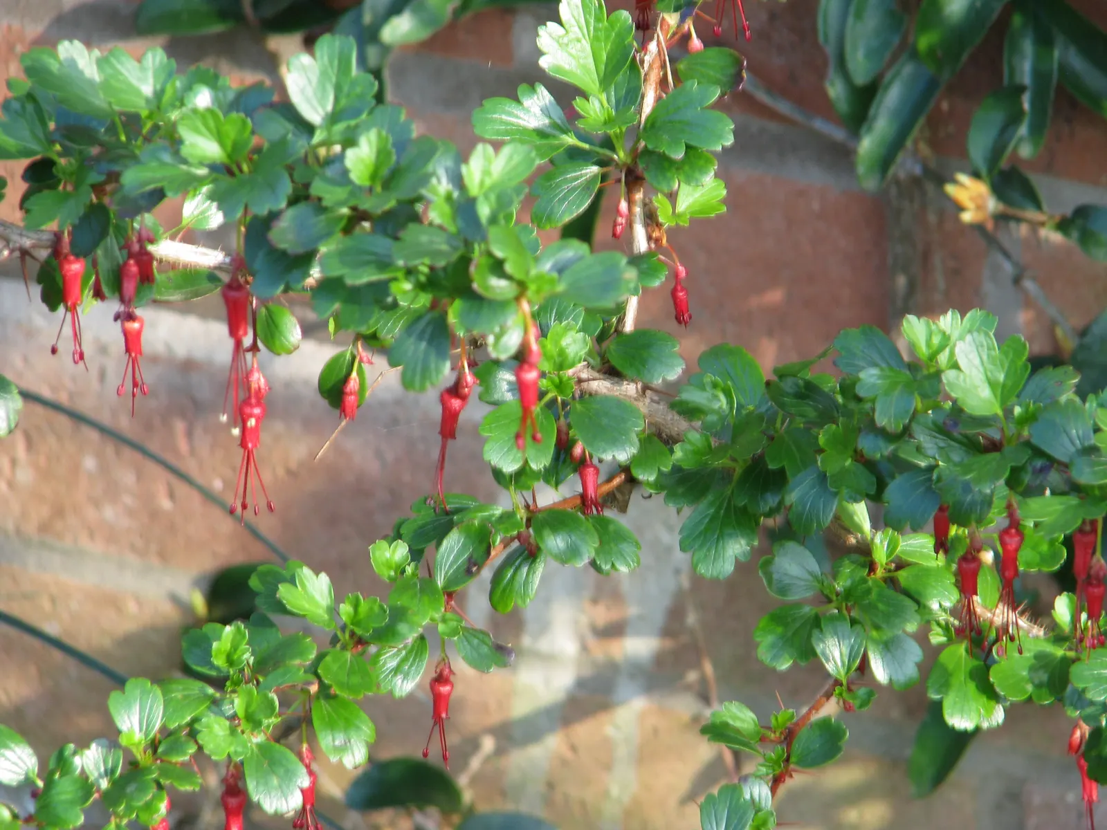 Fuchsia-Flowering Gooseberry (Ribes Speciosum) — USDA hardiness zones for this plant range between 7 and 9