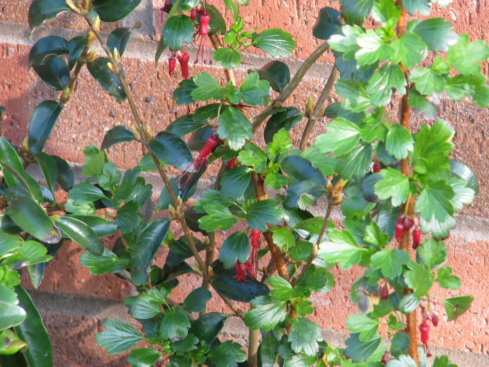 Fuchsia-Flowering Gooseberry (Ribes Speciosum) — It boasts spiny stems and deep green, lobed leaves