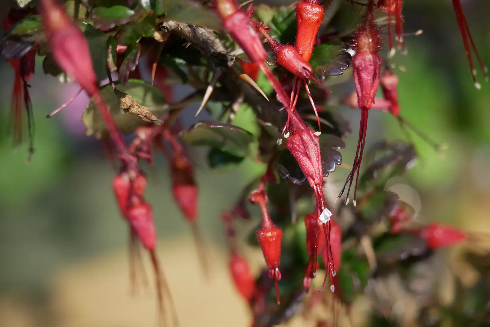 Fuchsia-Flowering Gooseberry (Ribes Speciosum) — California native shrub known for its vibrant fuchsia-hued flowers resembling hanging lanterns