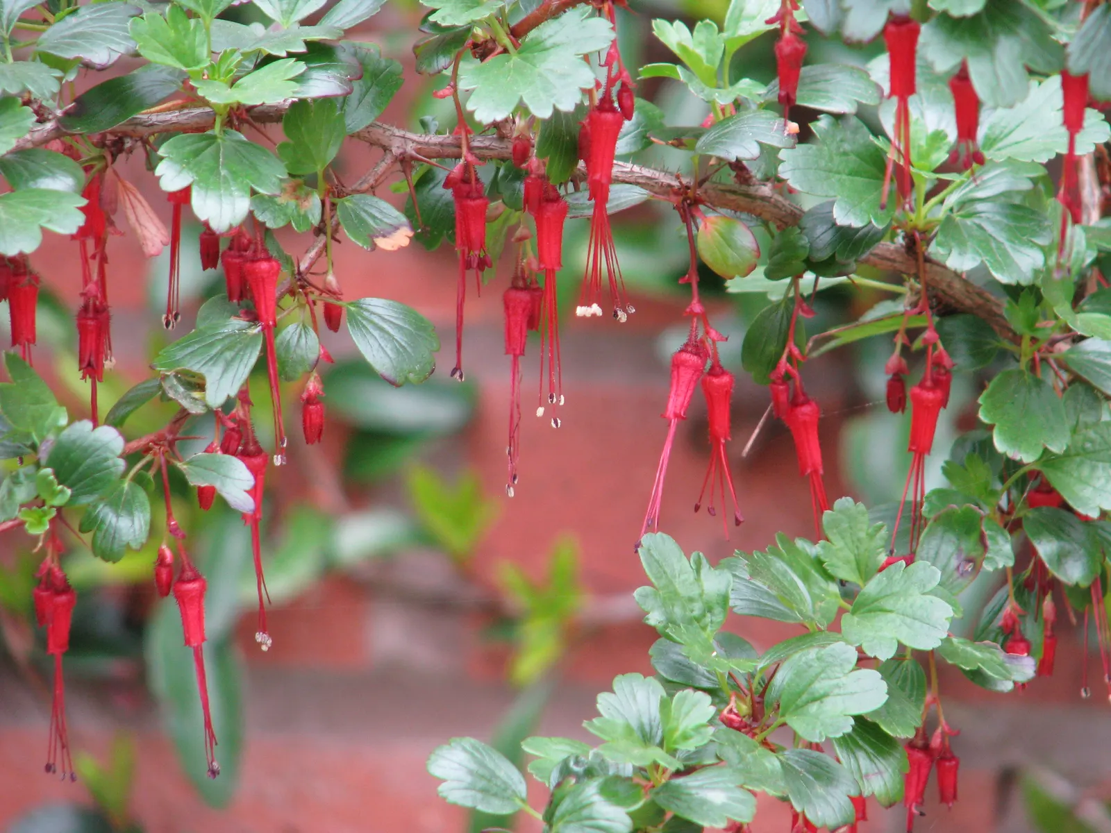 Fuchsia-Flowering Gooseberry (Ribes Speciosum) — It is drought-tolerant once established, making it an excellent choice for water-wise gardens