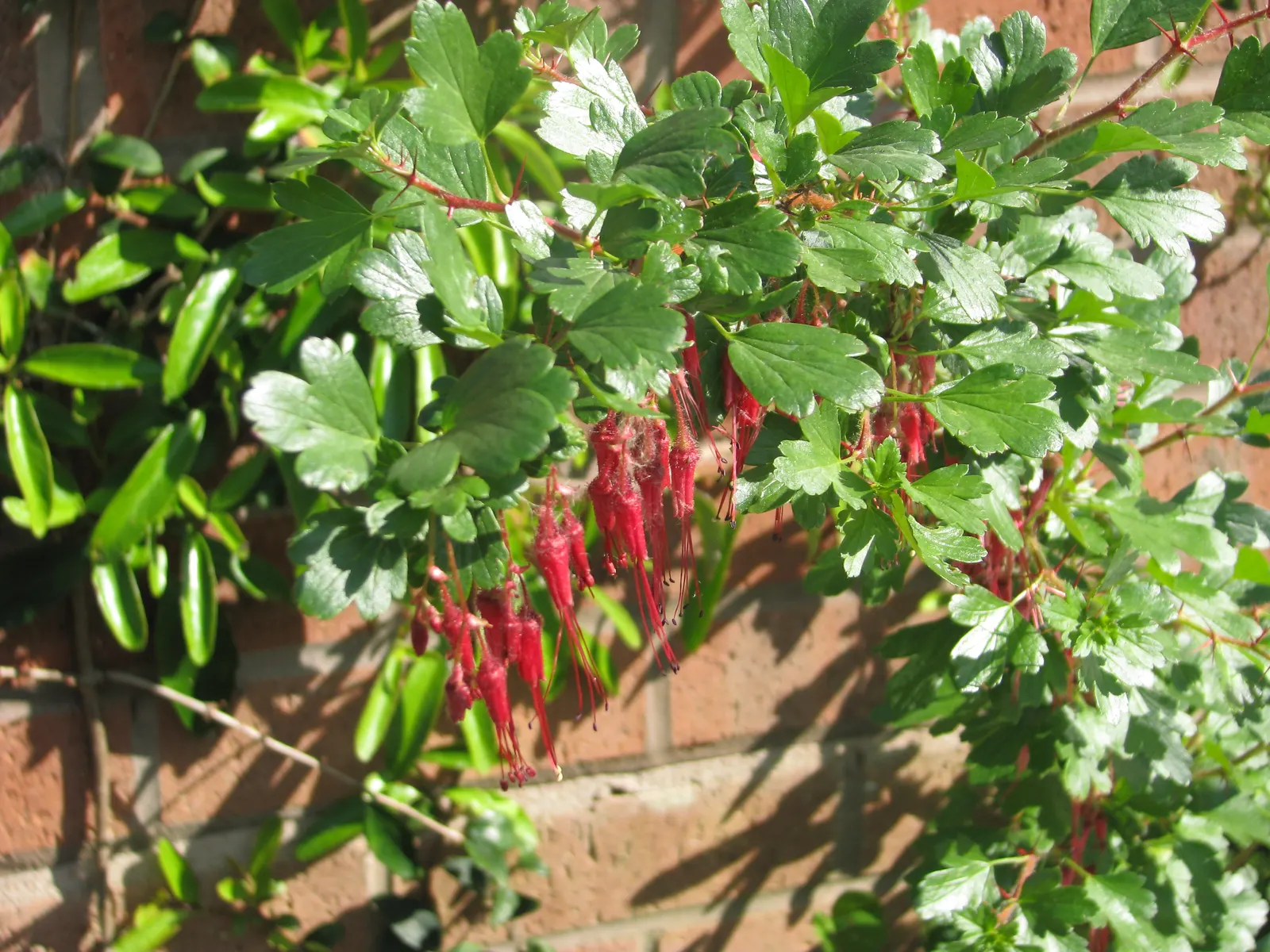 Fuchsia-Flowering Gooseberry (Ribes Speciosum) — spiny berries that attract a variety of birds while also adding further interest to the shrub's appearance