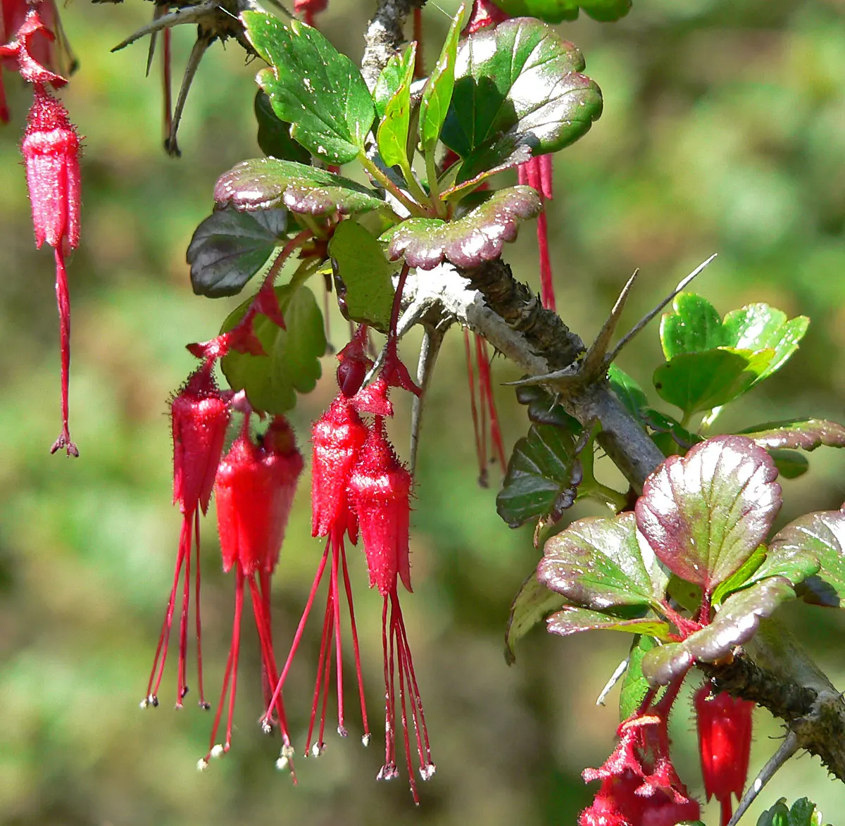 Fuchsia-Flowering Gooseberry (Ribes Speciosum) — consider its thorny nature and position it accordingly within your space