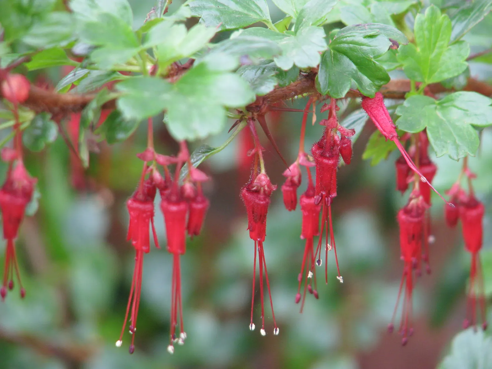 Fuchsia-Flowering Gooseberry (Ribes Speciosum) — scientifically named Ribes speciosum