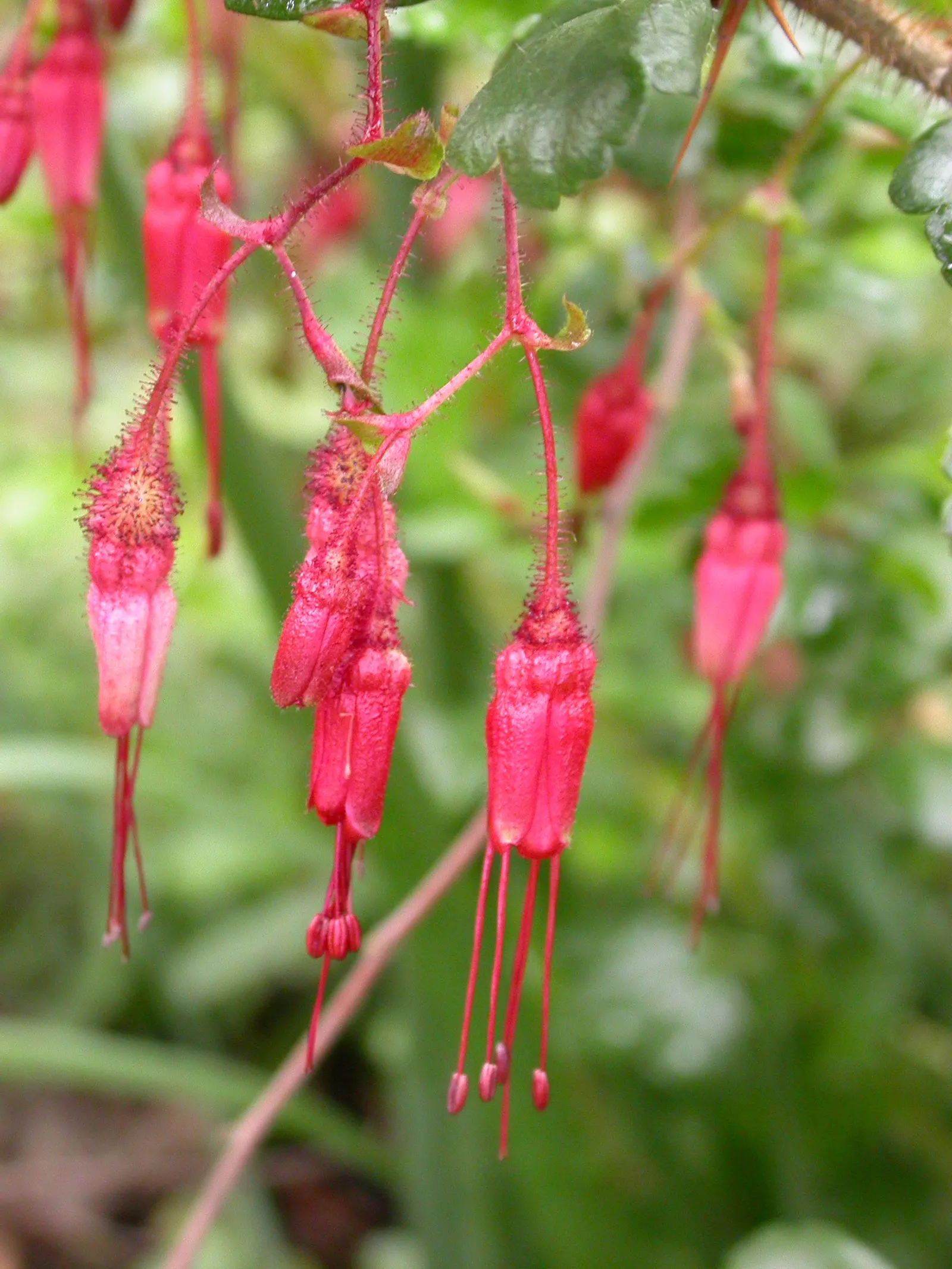 Fuchsia-Flowering Gooseberry (Ribes Speciosum) — This deciduous plant thrives in full sun to part shade, reaching up to 6 feet tall and wide