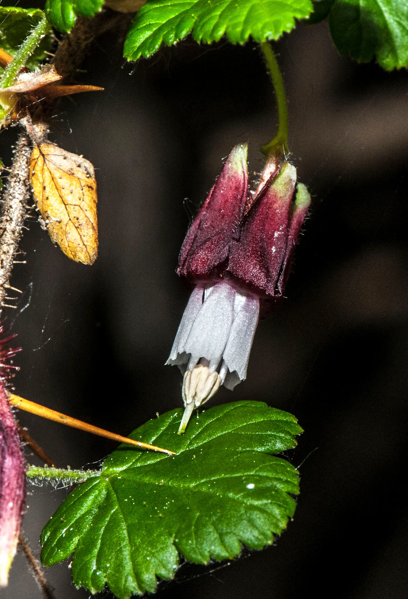 Fuchsia-Flowering Gooseberry (Ribes Speciosum) — When integrating this shrub into a landscape design
