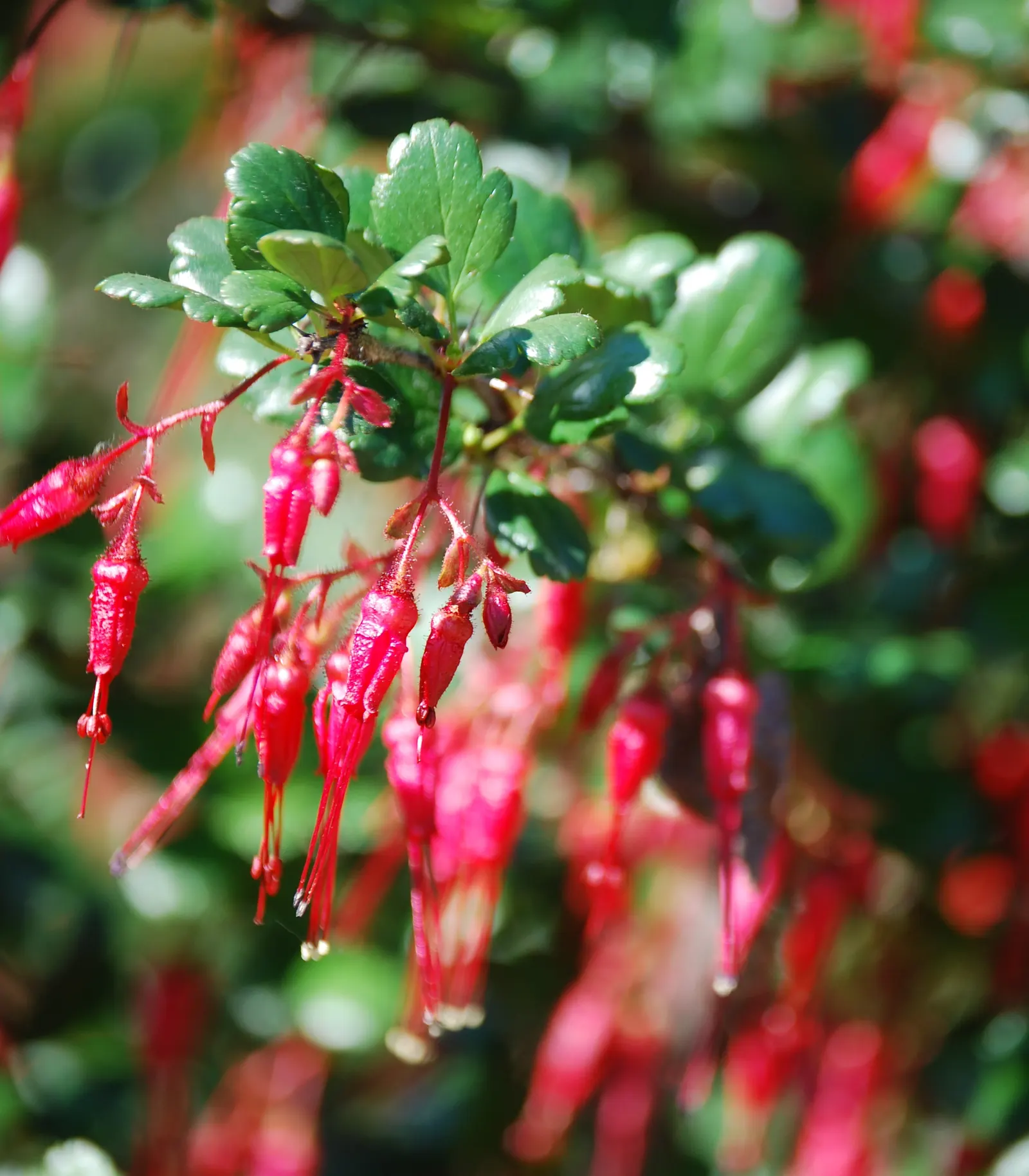 Fuchsia-Flowering Gooseberry (Ribes Speciosum) — Flourishing in USDA zones 7-10; scientifically named Ribes speciosum
