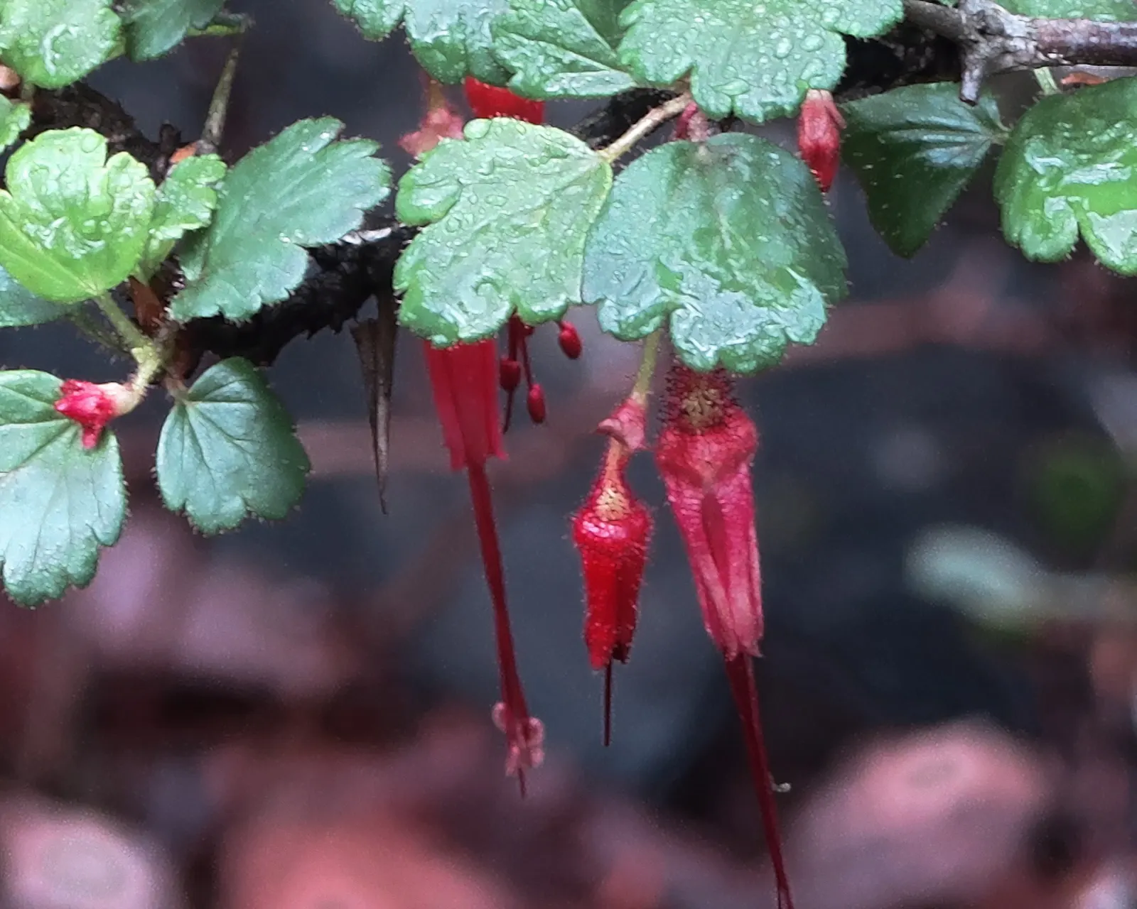 Fuchsia-Flowering Gooseberry (Ribes Speciosum) — The leaves are lanced-shaped and can grow up to 3 inches long