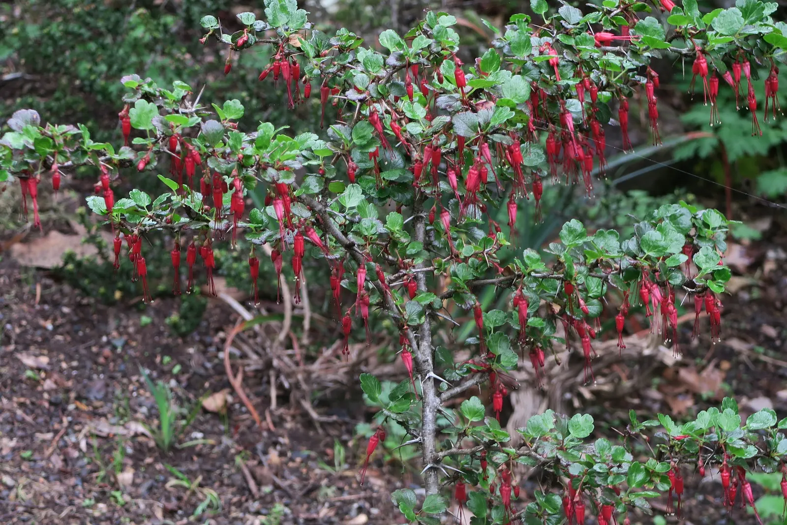 Fuchsia-Flowering Gooseberry (Ribes Speciosum) — it requires minimal watering once established; these berries can reach about half an inch in