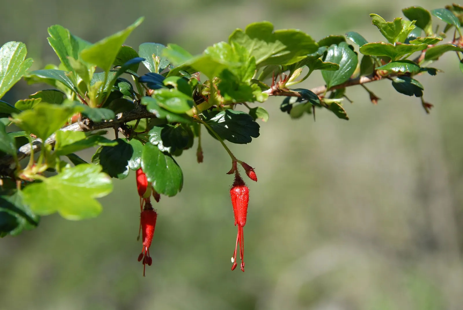 Fuchsia-Flowering Gooseberry (Ribes Speciosum) — providing a striking contrast against the plant's glossy