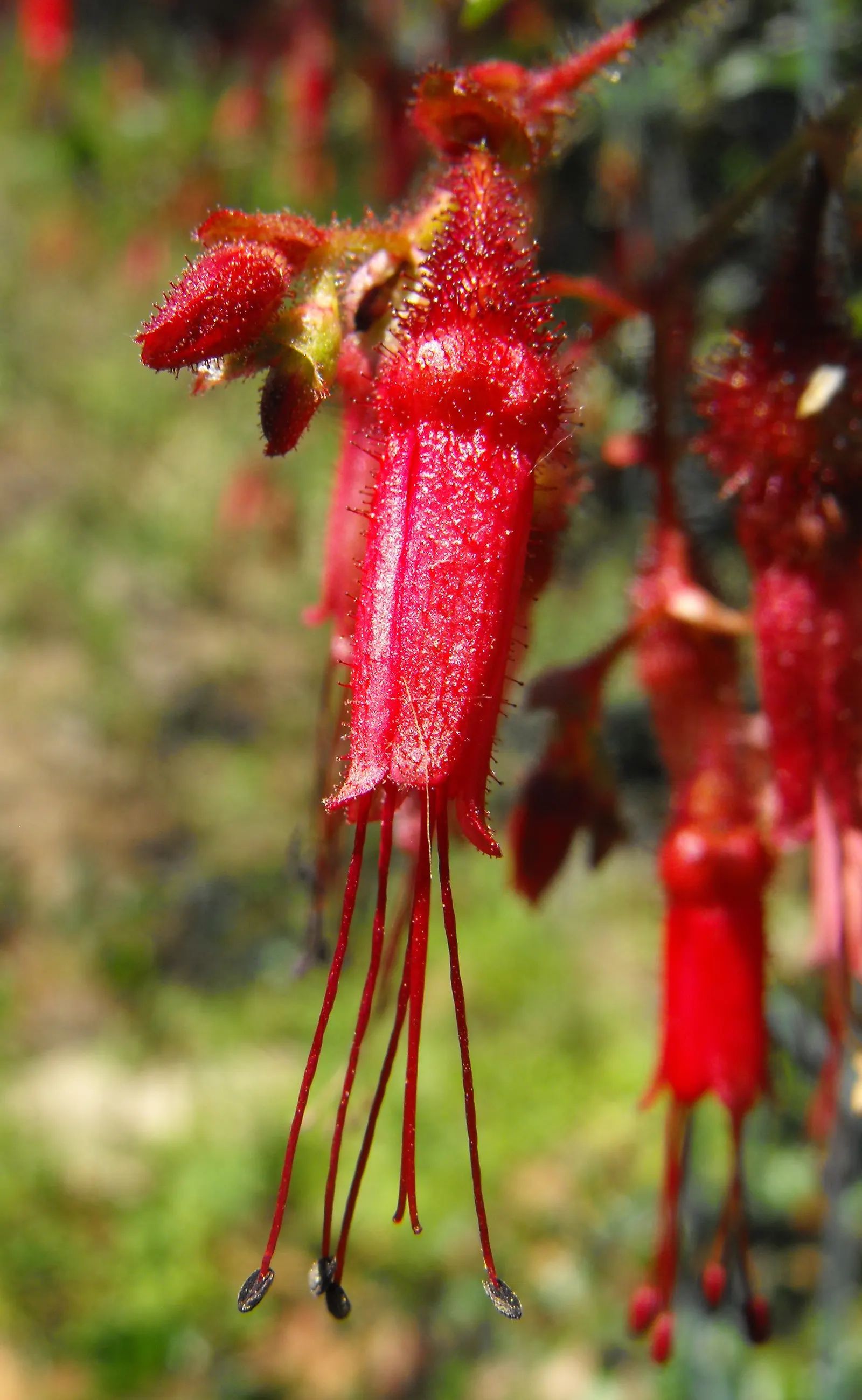 Fuchsia-Flowering Gooseberry (Ribes Speciosum) — California native shrub known for its vibrant fuchsia-hued flowers resembling hanging lanterns; red blooms