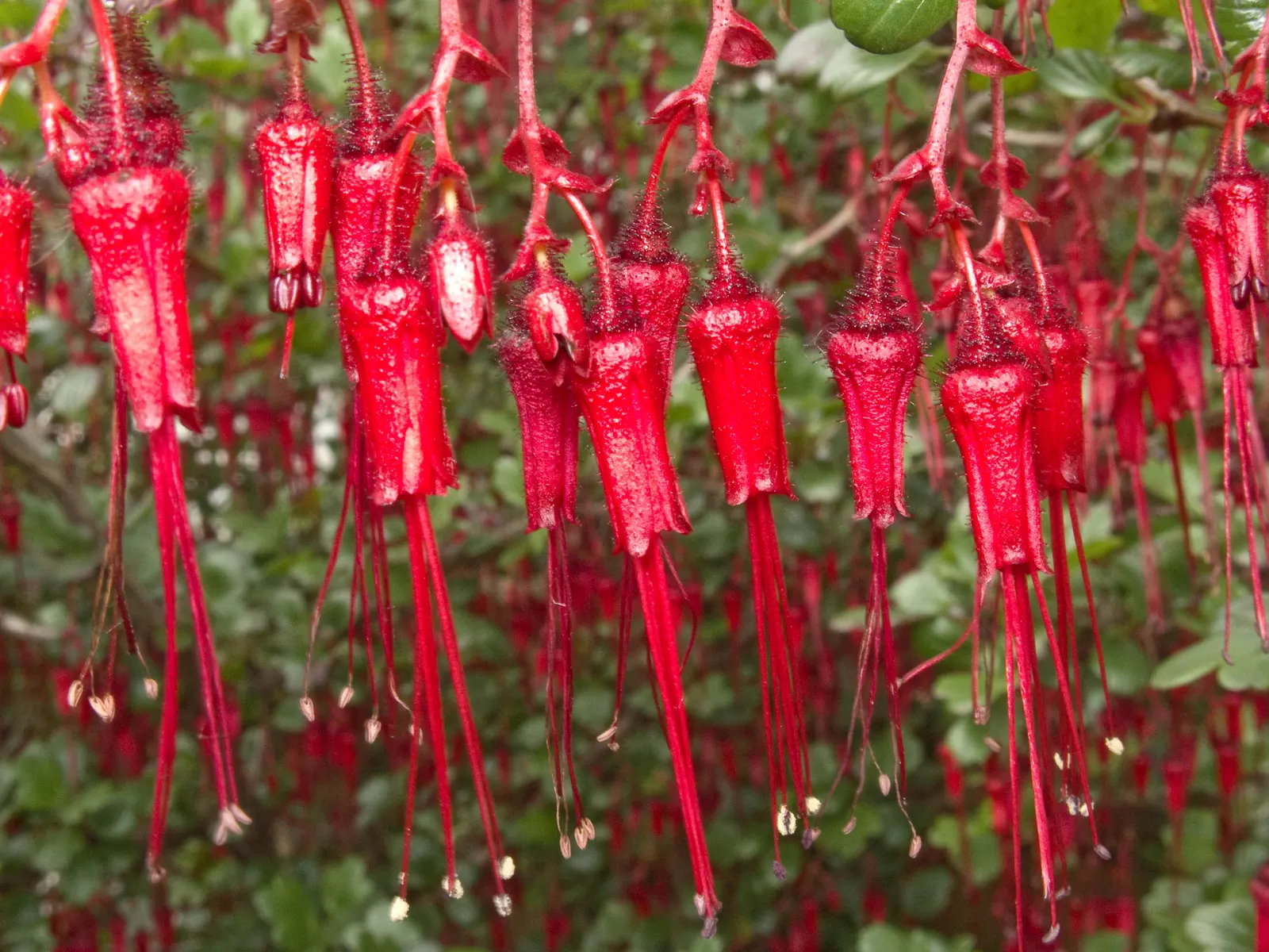 Fuchsia-Flowering Gooseberry (Ribes Speciosum) — red flowers in the garden