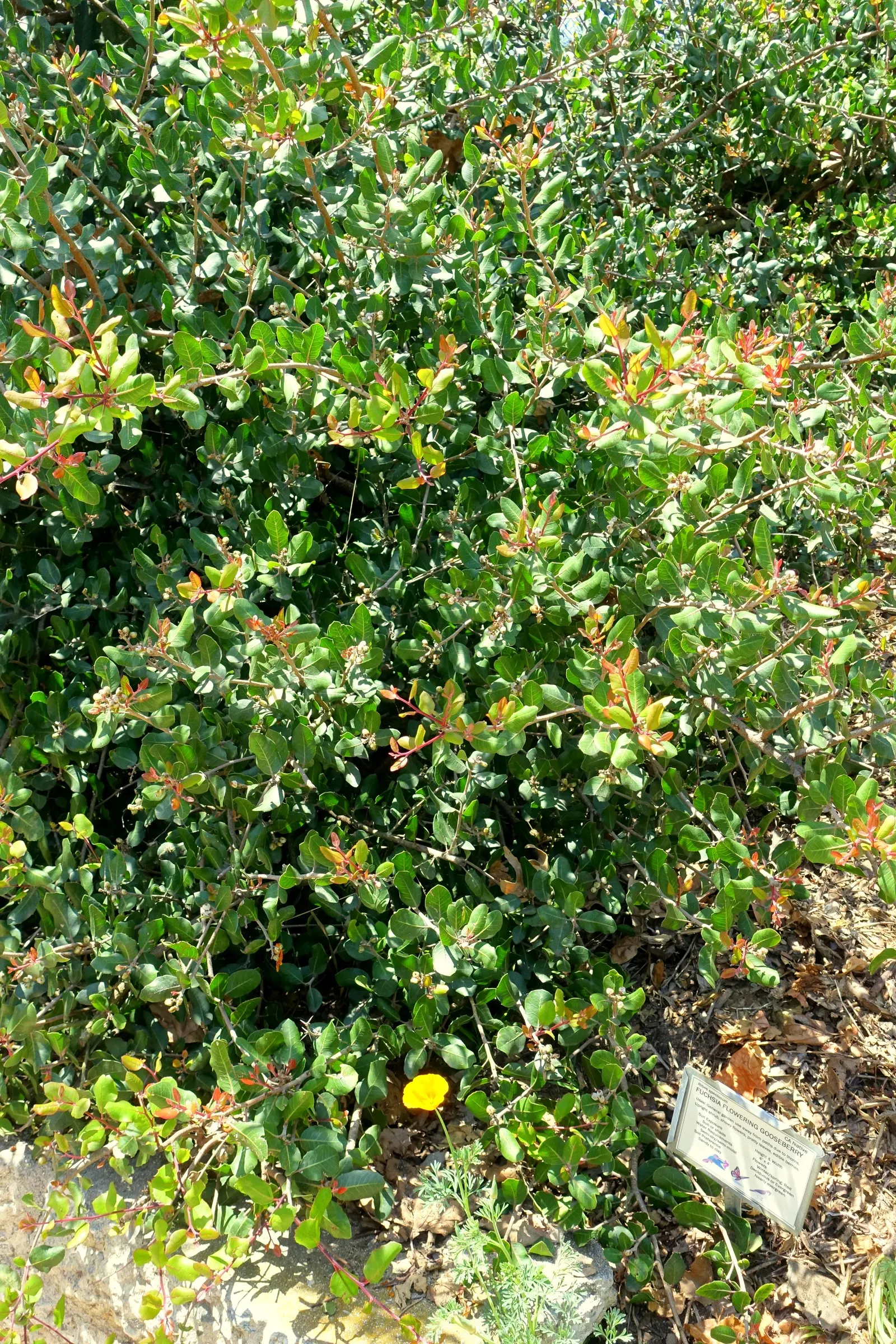Fuchsia-Flowering Gooseberry (Ribes Speciosum) — These berries can reach about half an inch in diameter.<br><br>For optimal growth