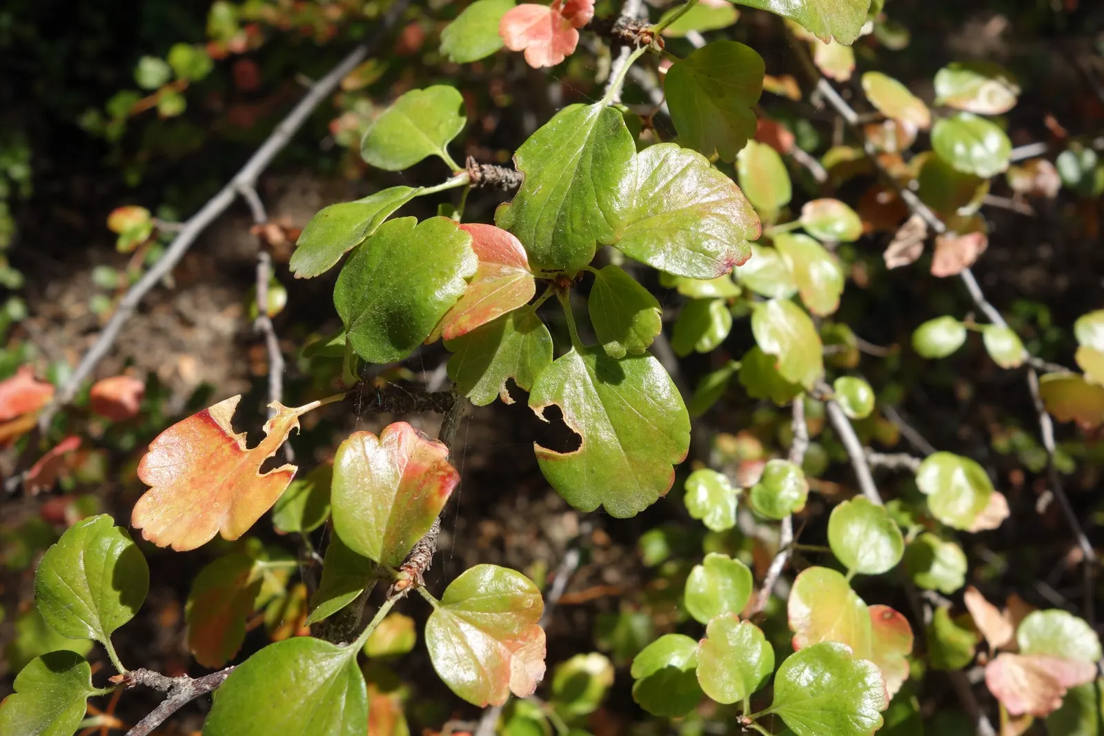 Fuchsia-Flowering Gooseberry (Ribes Speciosum) — Bear in mind that occasional pruning is beneficial to maintain its shape and promote vigorous flowering