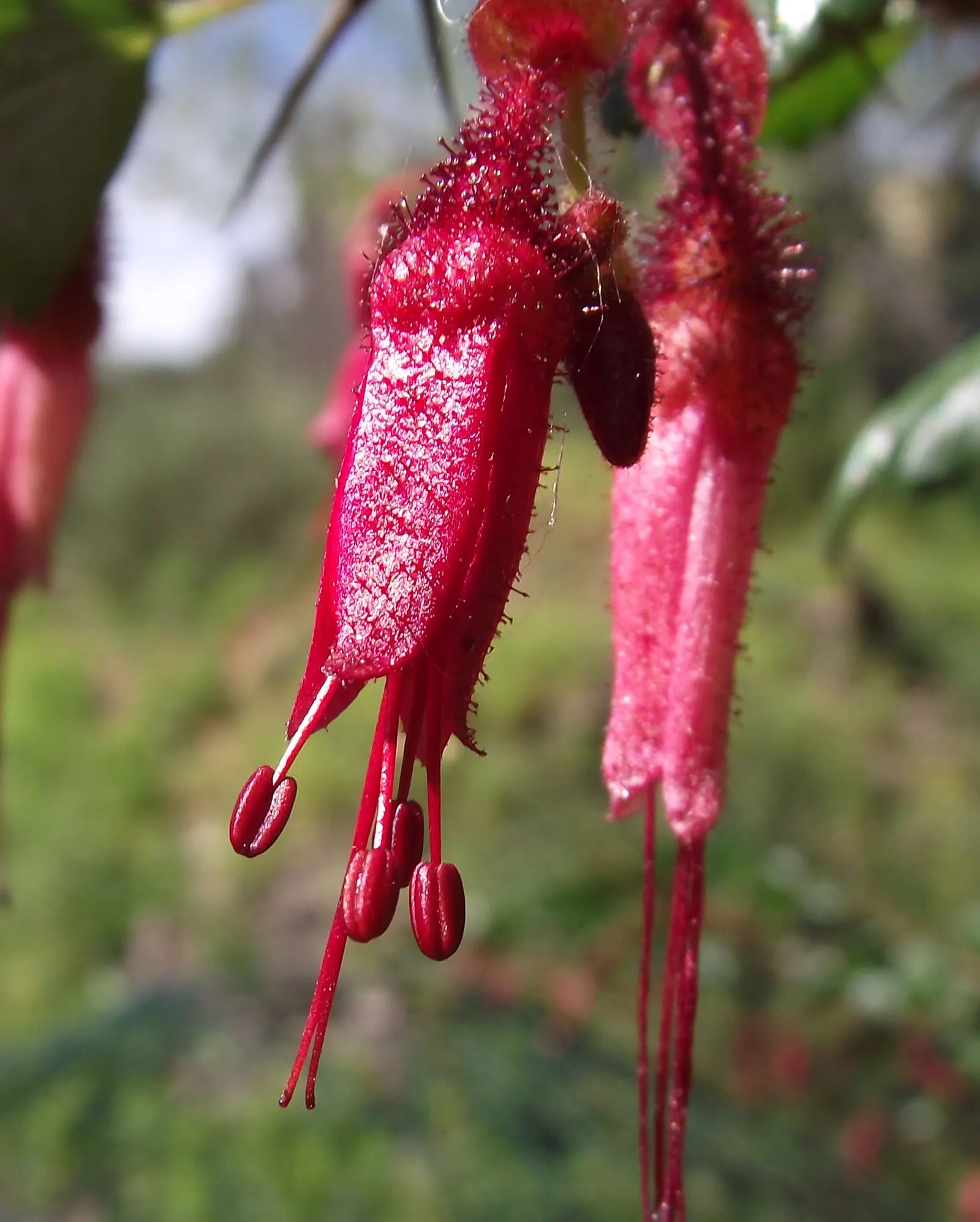 Fuchsia-Flowering Gooseberry (Ribes Speciosum) — it requires minimal watering once established