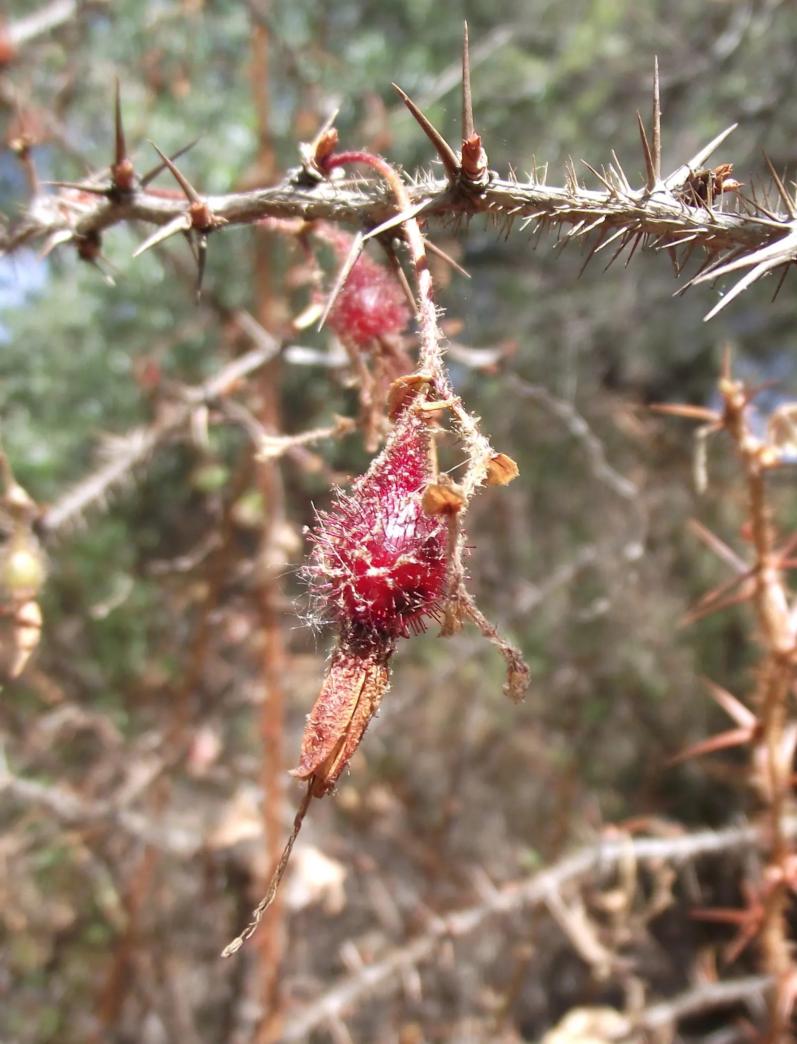 Fuchsia-Flowering Gooseberry (Ribes Speciosum) — which blossom abundantly in late winter to early spring