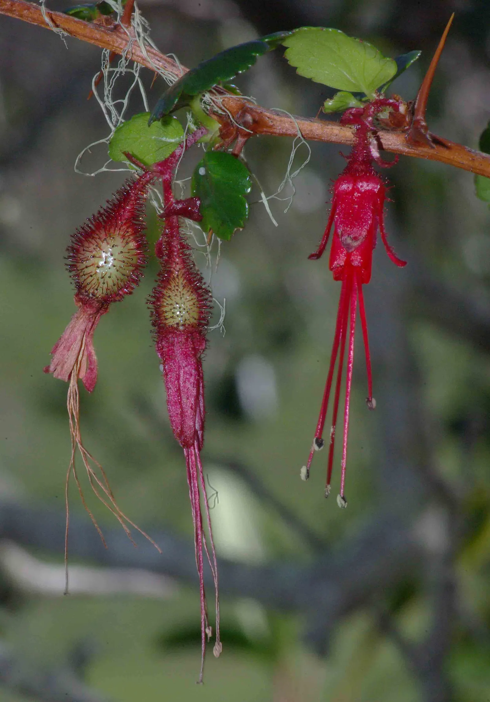 Fuchsia-Flowering Gooseberry (Ribes Speciosum) — shrub with red blooms