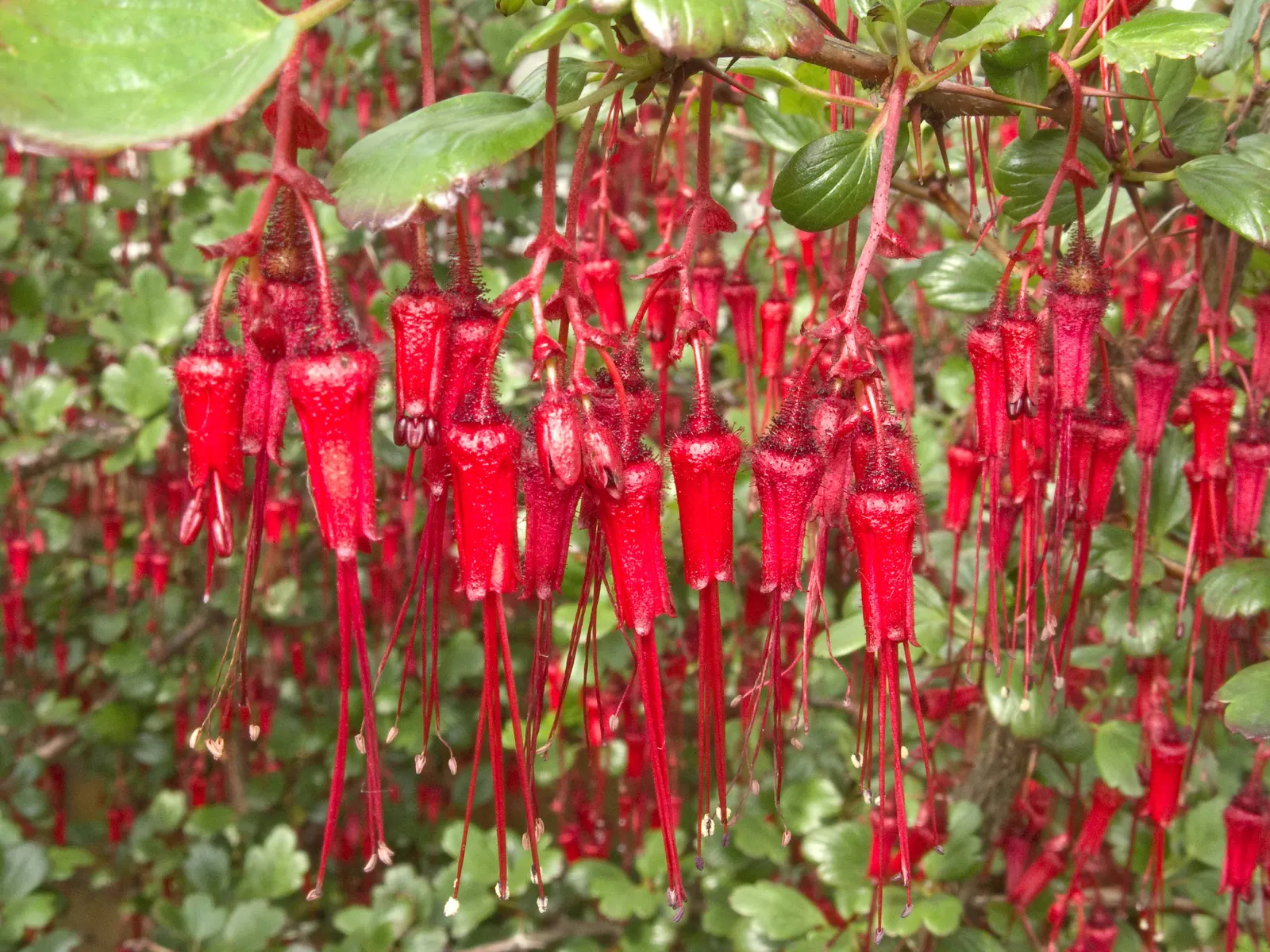 Fuchsia-Flowering Gooseberry (Ribes Speciosum) — offering a drought-tolerant option for wildlife-friendly gardens