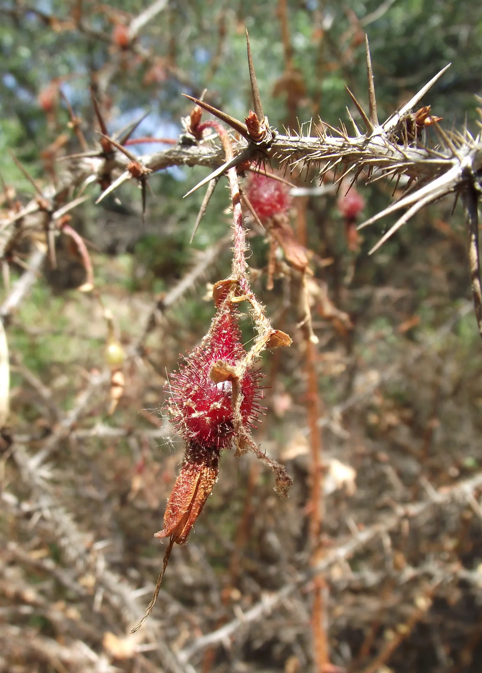Fuchsia-Flowering Gooseberry (Ribes Speciosum) — Hailing from the coastal regions of California and Baja California