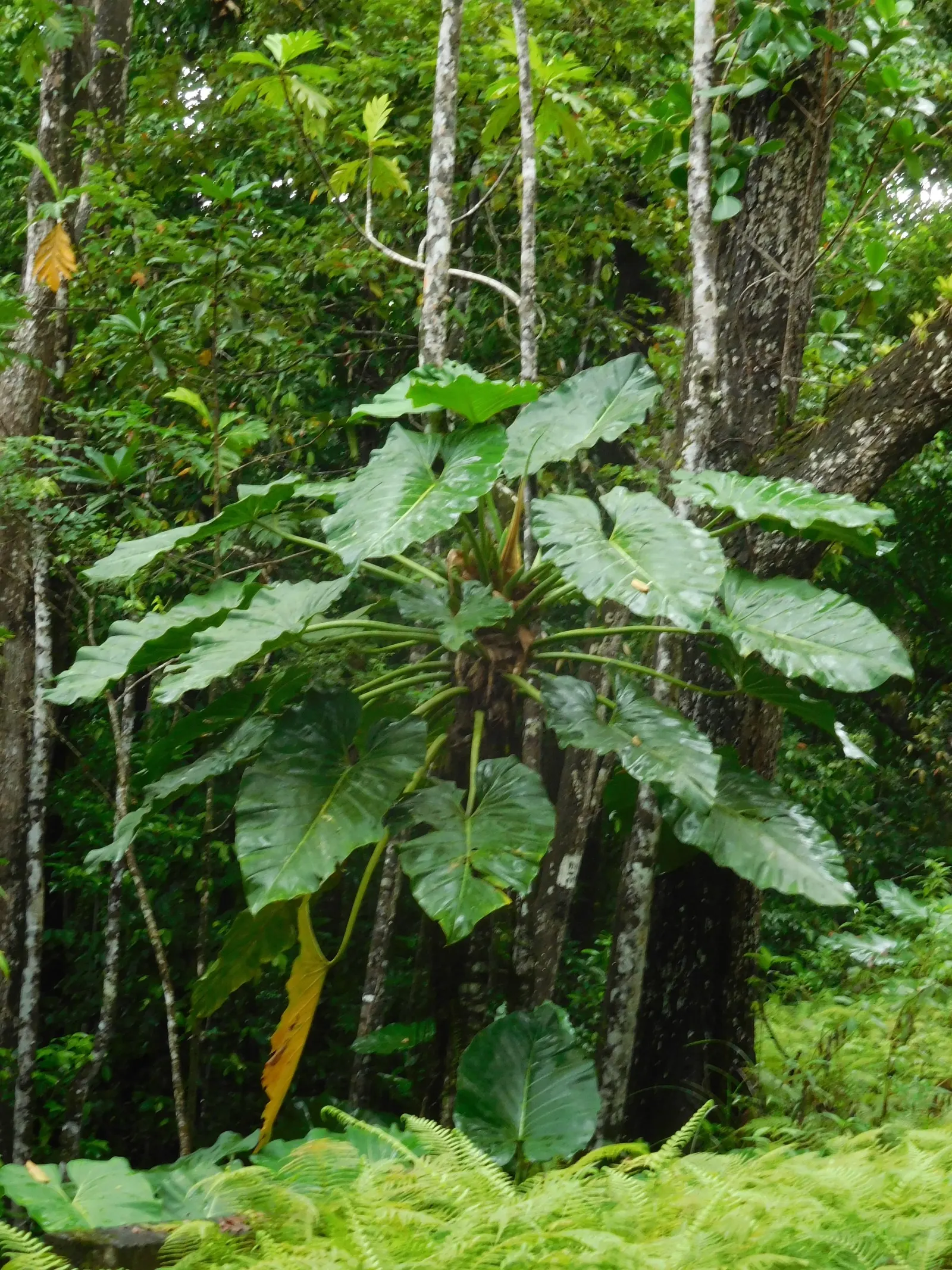 Elephant Ear Philodendron (Philodendron Giganteum) — thriving in a space shielded from the harsh afternoon sun