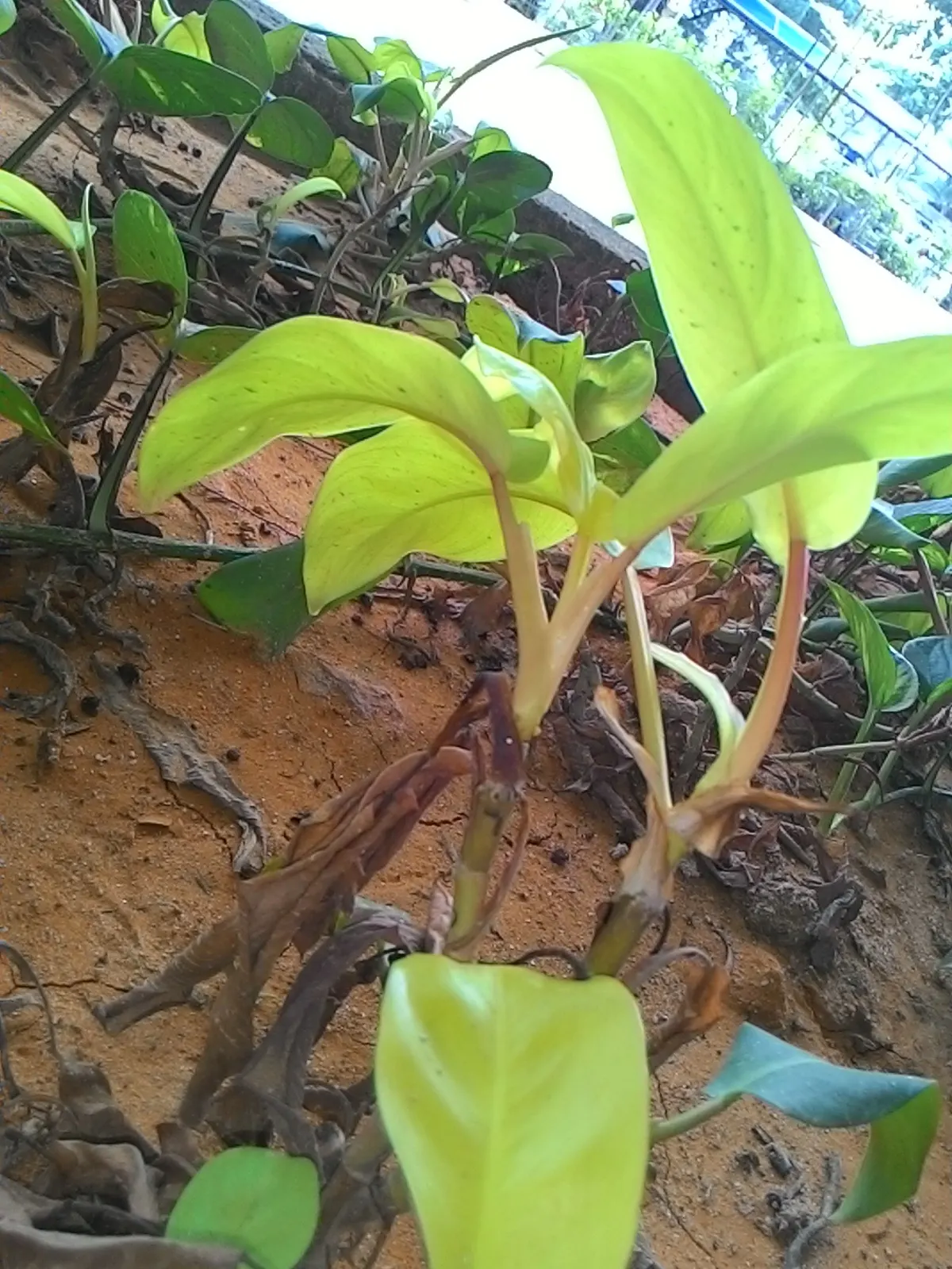 Elephant Ear Philodendron (Philodendron Giganteum) — tropical evergreen perennial in any garden