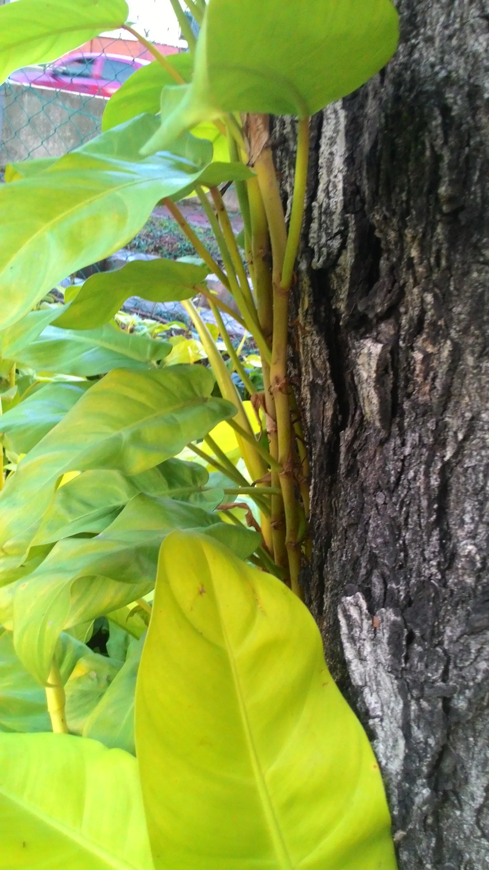 Elephant Ear Philodendron (Philodendron Giganteum) — this philodendron is celebrated for its colossal