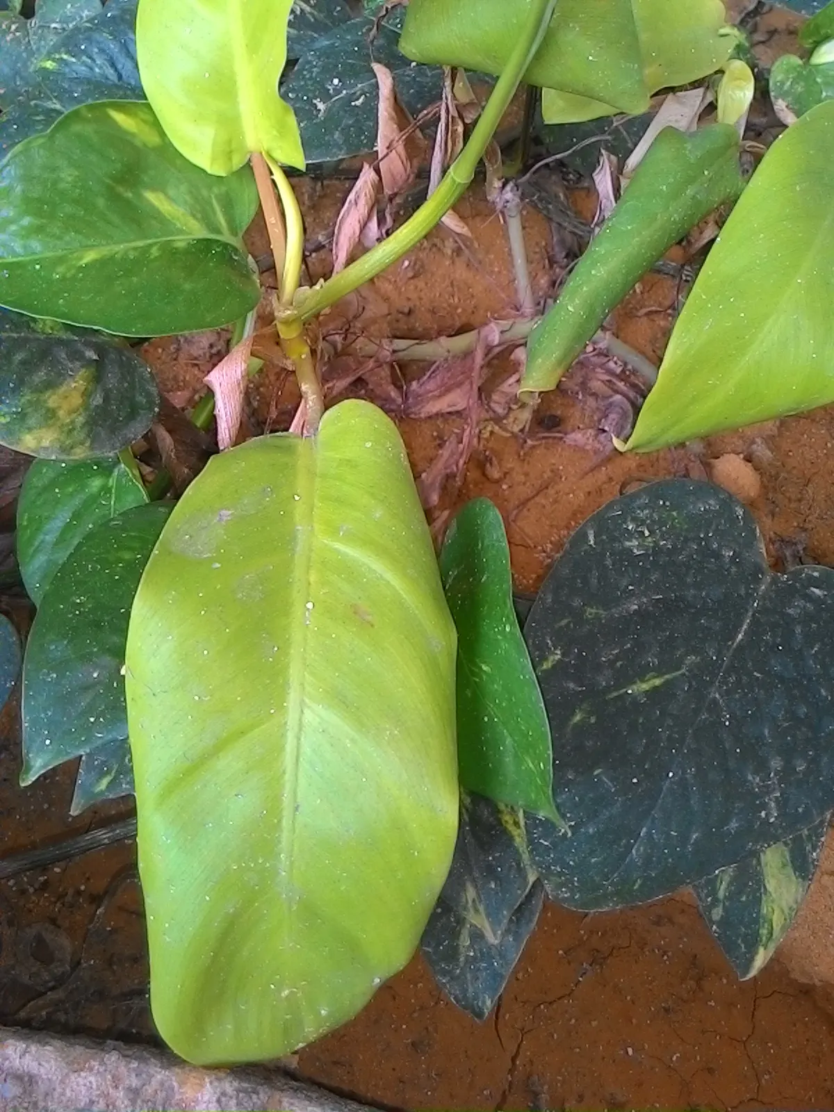 Elephant Ear Philodendron (Philodendron Giganteum) — ensuring that its aesthetic impact is fully realized