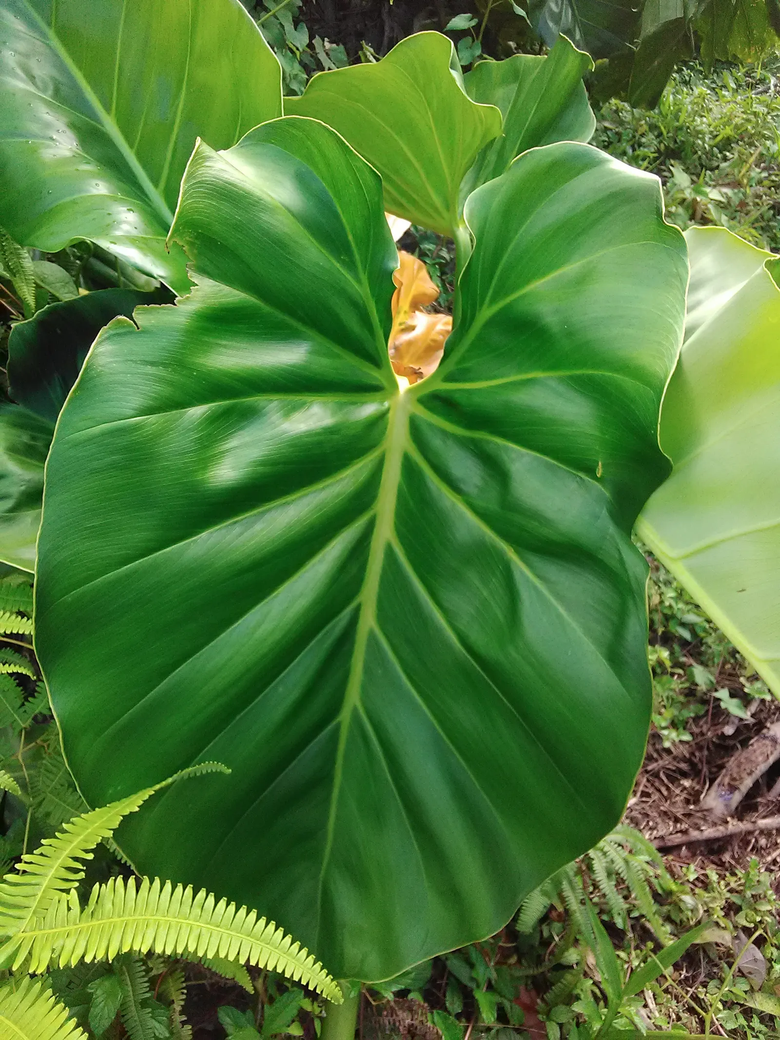 Elephant Ear Philodendron (Philodendron Giganteum) — sturdy stems.<br><br>Ideal for USDA hardiness zones 9 to 11