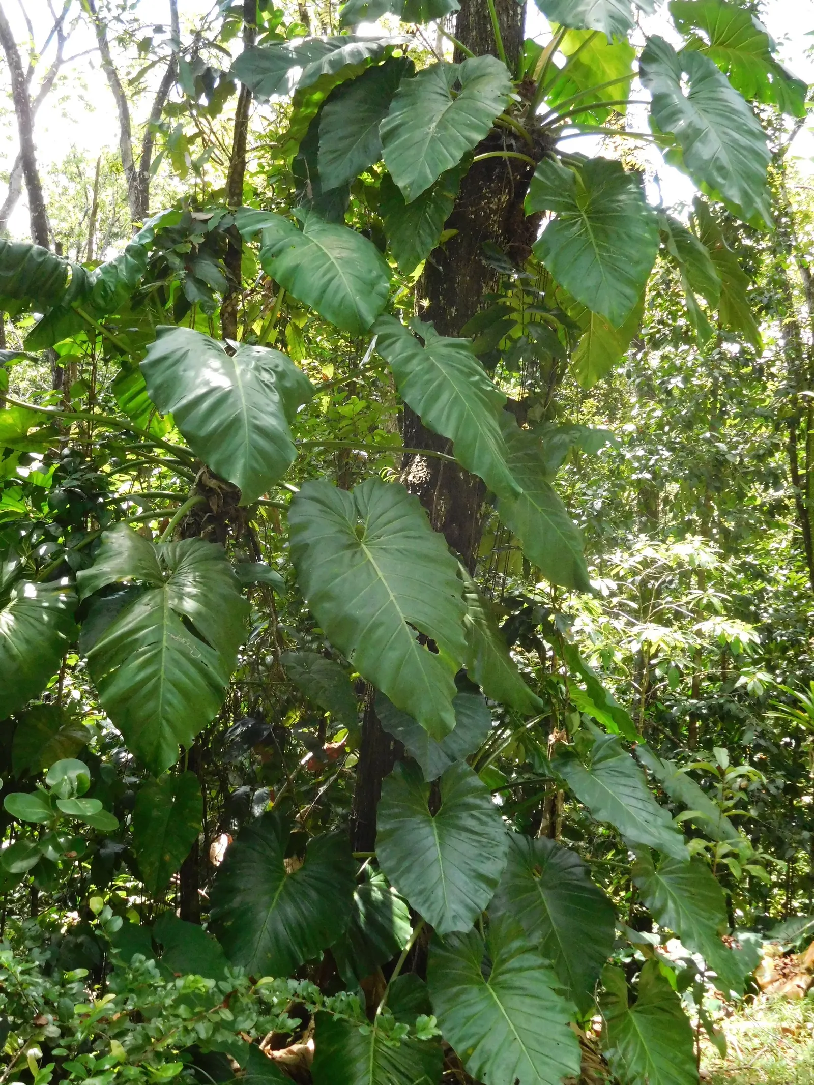 Elephant Ear Philodendron (Philodendron Giganteum) — the Philodendron giganteum flourishes in partial to full shade