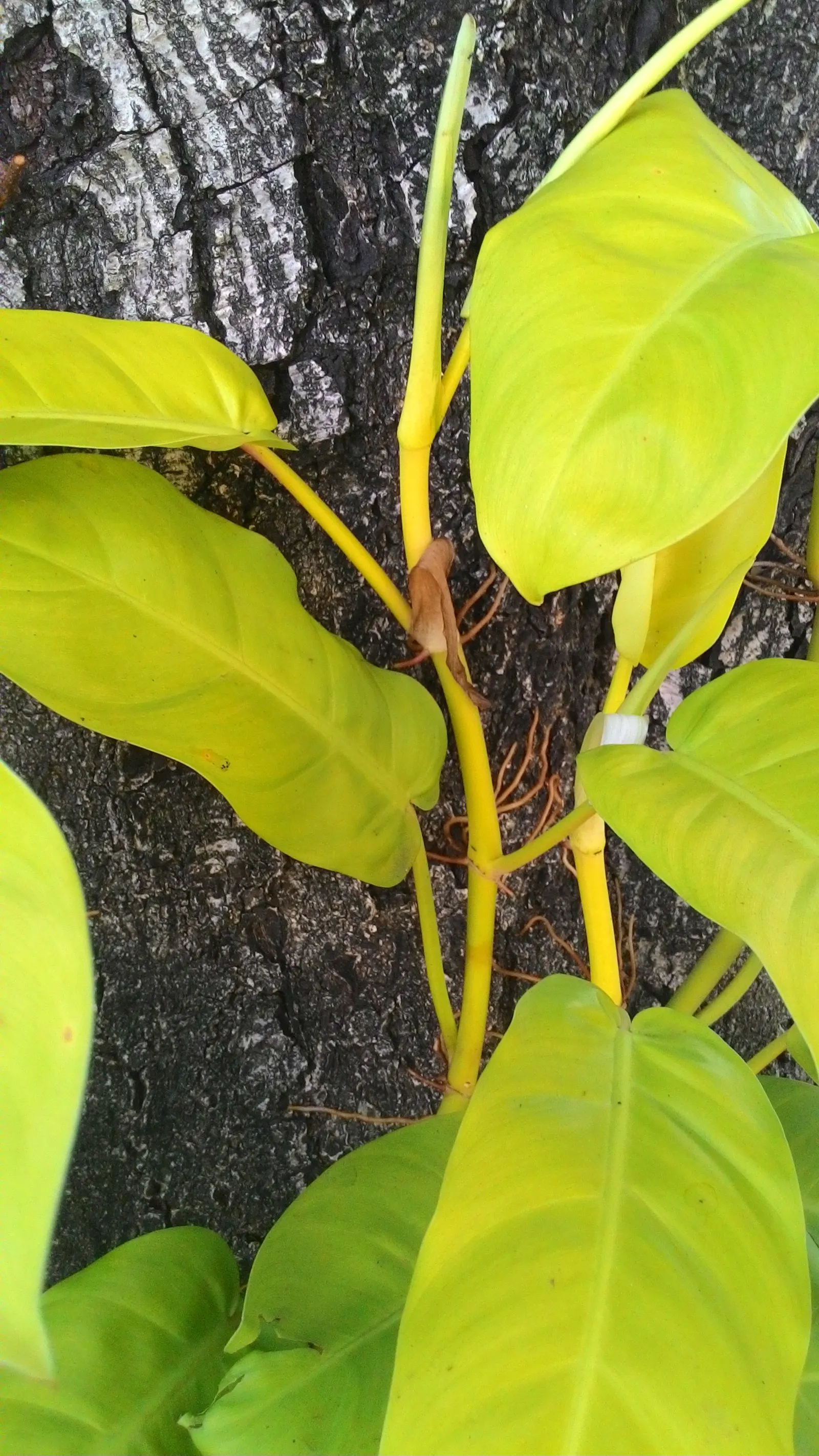 Elephant Ear Philodendron (Philodendron Giganteum) — creating a tropical canopy