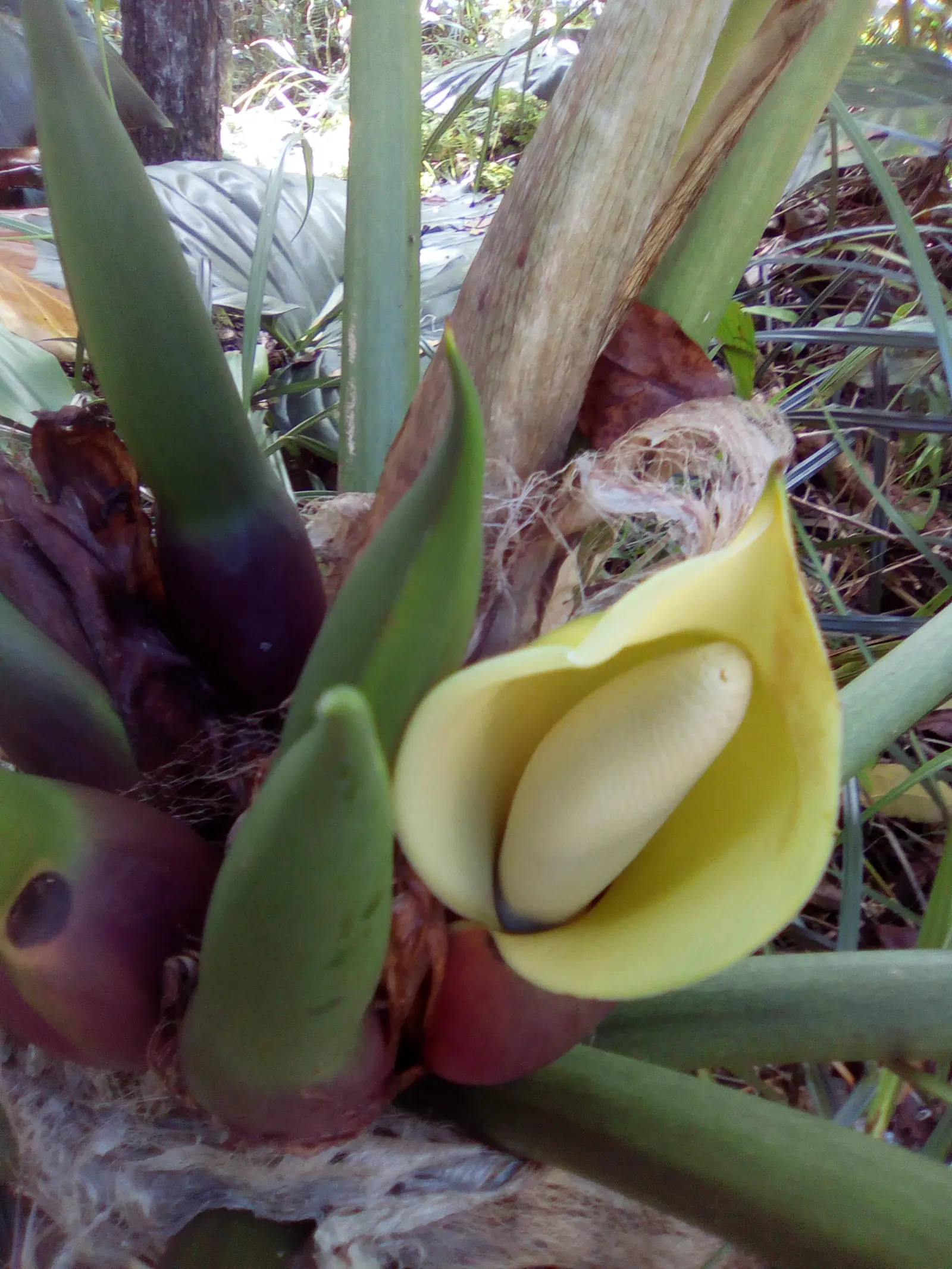 Elephant Ear Philodendron (Philodendron Giganteum) — Watering should be regular but not excessive