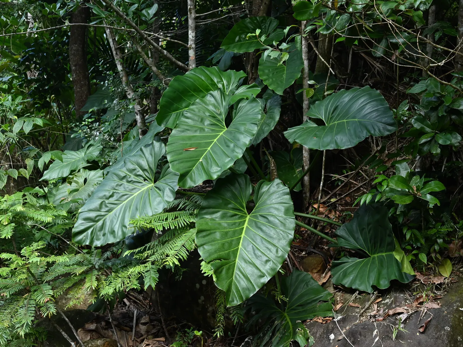 Elephant Ear Philodendron (Philodendron Giganteum) — This evergreen perennial thrives in partial shade, requiring well-draining, moist soil; to nurture its