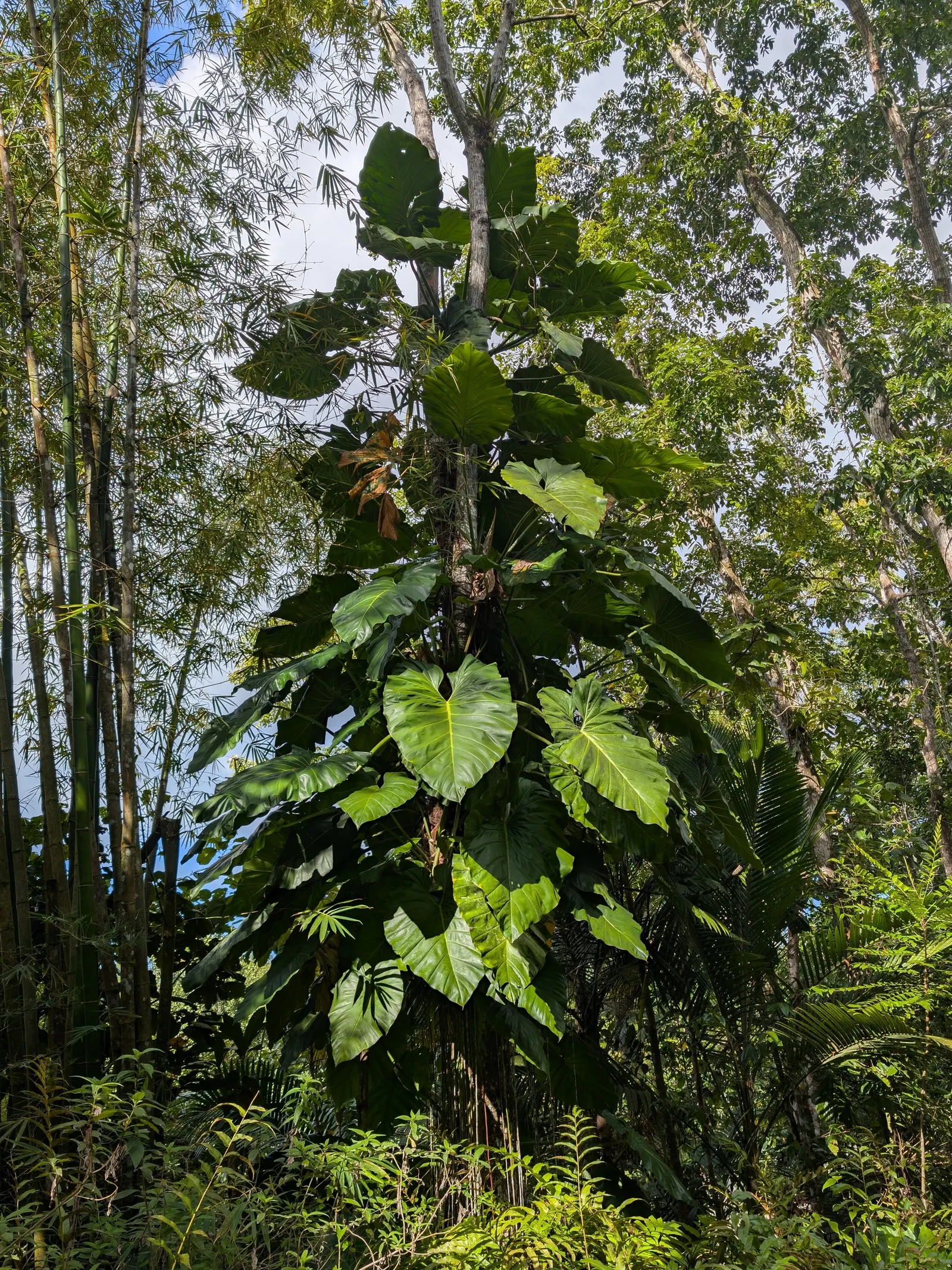 Elephant Ear Philodendron (Philodendron Giganteum) — creating a striking visual impact