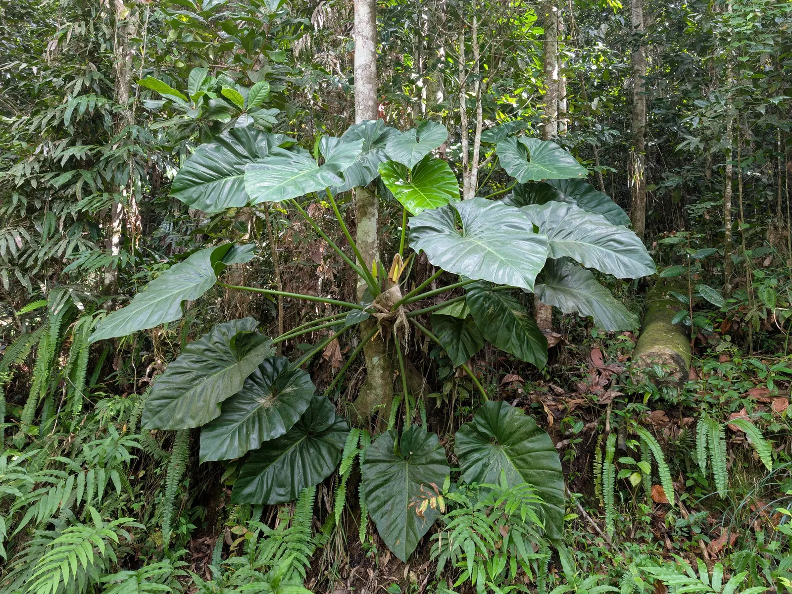 Elephant Ear Philodendron (Philodendron Giganteum) — to nurture its expansive foliage