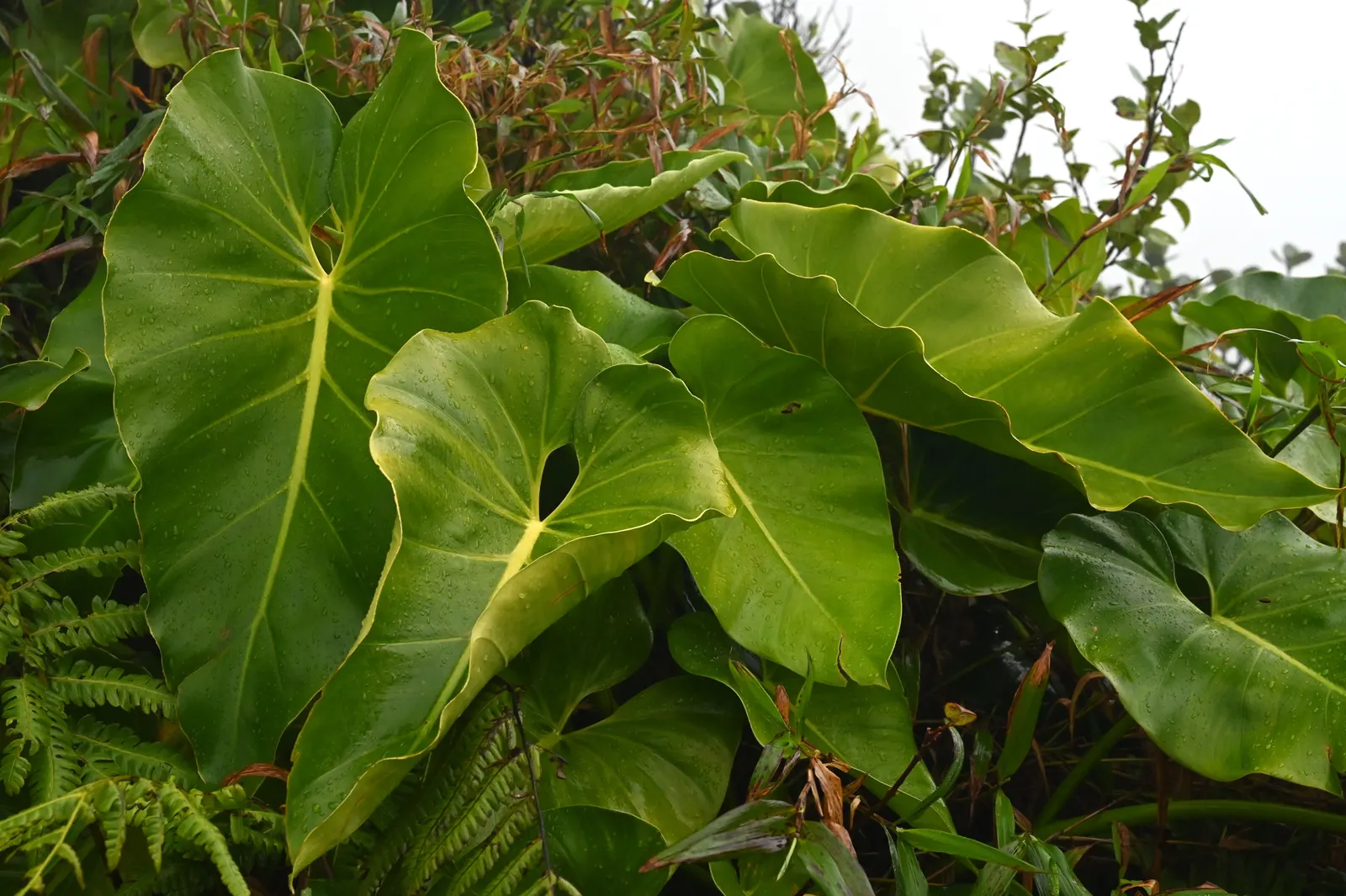 Elephant Ear Philodendron (Philodendron Giganteum) — shrub / vine with white blooms