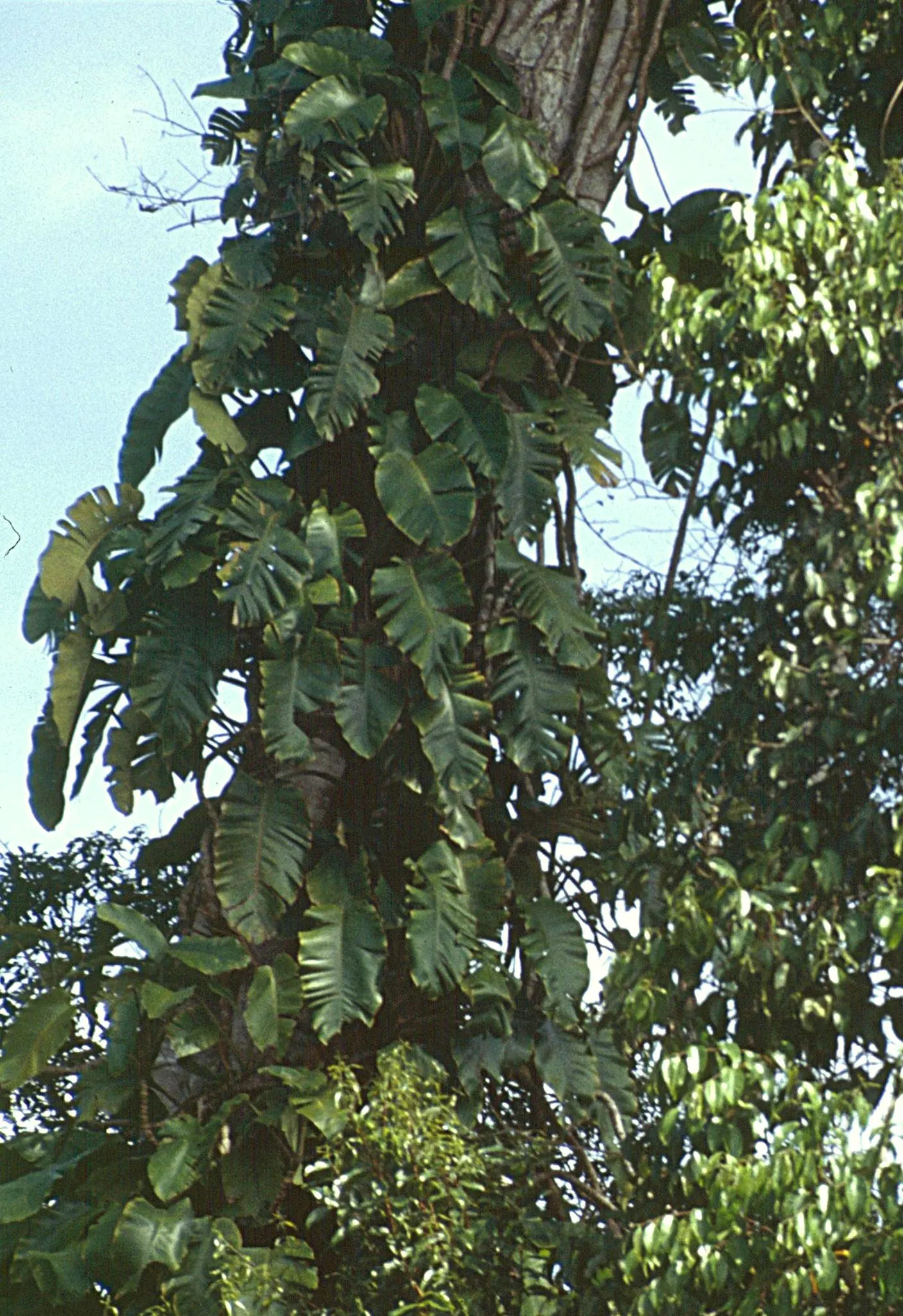Elephant Ear Philodendron (Philodendron Giganteum) — heart-shaped leaves reaching up to 4-6 feet in length and 3-5 feet wide; it is best used as a dramatic